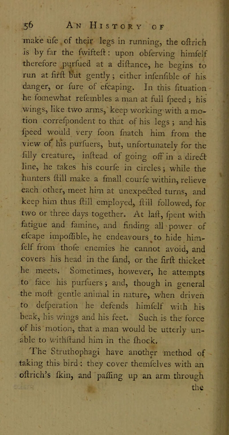 make ufe of their legs in running, the oftrich is by far the fwifteft: upon obferving himfelf therefore purfued at a diftance, he begins to run at firft but gently ; either infenfible of his danger, or fure of efcaping. In this fituation he fomewhat refembles a man at full fpeed ; his wings, like two arms,'keep working with amo- tion correfpondent to that of his legs ; and his l'peed would very foon fnatch him from the view of his purfuers, but, unfortunately for the filly creature, inftead of going off in a direCt line, he takes his courfe in circles; while the hunters {till make a frnall courfe within, relieve each other, meet him at unexpected turns, and keep him thus {till employed, {till followed, for two or three days together. At laft, fpent with fatigue and famine, and finding all power of el'cape impoflible, he endeavours to hide him- felf from thofe enemies he cannot avoid, and covers his head in the fand, or the firft thicket he meets. Sometimes, however, he attempts to face his purfuers; and, though in general the moft gentle animal in nature, when driven to defperation he defends himfelf with his beak, his wings and his feet. Such is the' force of his motion, that a man would be utterly un- able to V/ithftand him in the fhock. The Struthophagi have another method of taking this bird : they cover themfelves with an oftrich’s {kin, and paiTing up an arm through