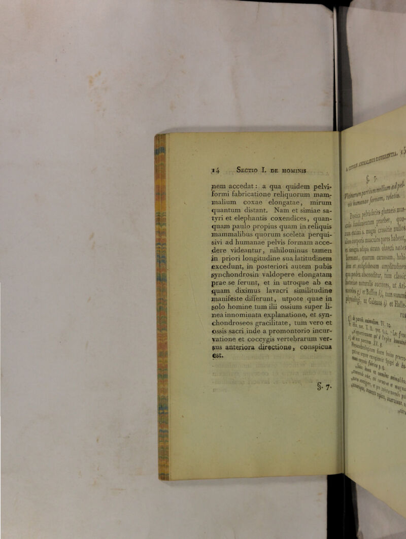 liem accedat: a qua quidem pelvi- formi fabricatione reliquorum mam- malium coxae eiongatae, mirum quantum distant. Nam et simiae sa- tyri et elephantis coxendices, quan- quam paulo propius quam in reliquis mammalibus quorum sceleta perqui- sivi ad humanae pelvis formam acce- dere videantur, nihilominus tamen in priori longitudine sua latitudinem excedunt, in posteriori autem pubis pynchondrosin valdopere elongatam prae se ferunt, et in utroque ab ea quam diximus lavacri similitudine manifeste differunt, utpote quae in polo homine tum ilii ossium super li- nea innominata explanatione, et syn- chondroseos gracilitate, tum vero et ossis sacri inde a promontorio incur- vatione et coccygis vertebrarum ver- pus anteriora directione, conspicua est. §• 7* assa! Junii» P«K 1°' Imi s. magni aassitie nullos poris musculos pares habent, '■toto obtecti nutes narum carnosam, Wbi- jlobom amplitudii IniPn