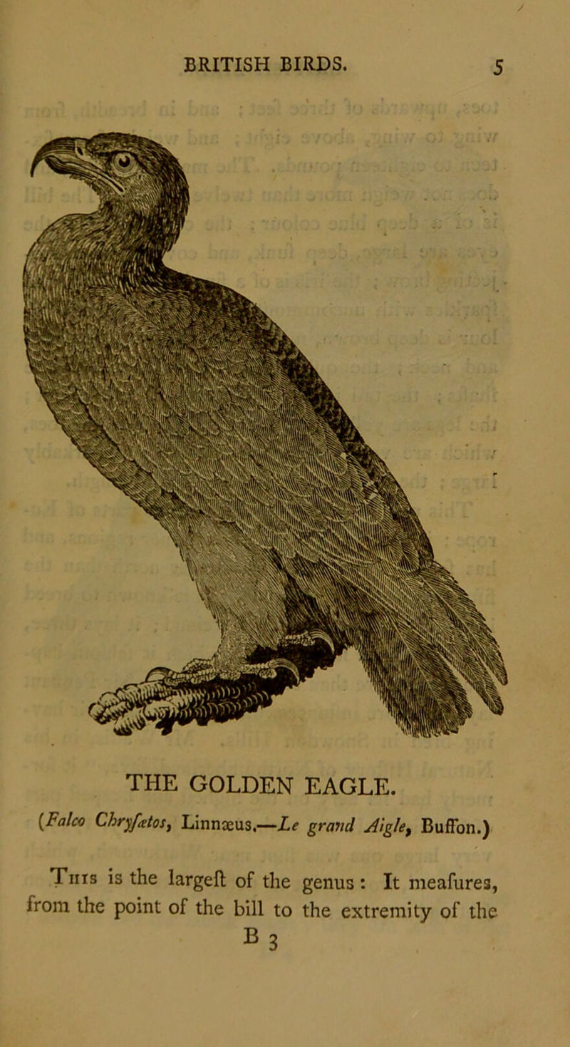 THE GOLDEN EAGLE. [Falco Chryfgtos, Linnaeus.—Le grand A'iglet Buflbn.) This is the large!! of the genus: It meafures, from the point of the bill to the extremity of the B3