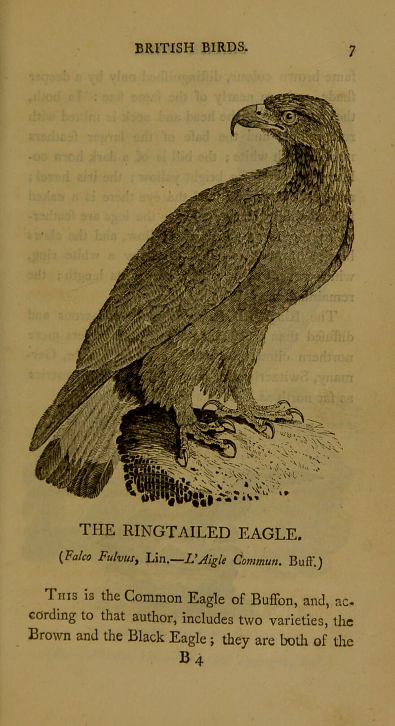 THE RINGTAILED EAGLE. (Fa/co Mvus, Lin.—L’Aigle Commun. Buff.) I nis is the Common Eagle of BufFon, and, ac- cording to that author, includes two varieties, the Brown and the Black Eagle ; they are both of the