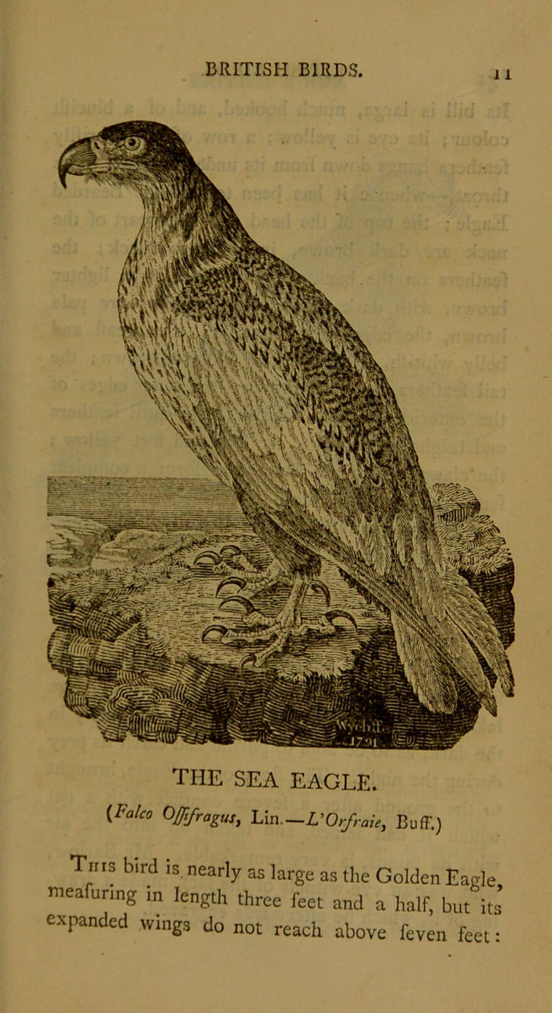 the sea eagle. (Falc0 °#fragus, Un.—L'Orfraie, Buff.) Tins bird is nearly as large as the Golden Eagle meafuring in length three feet and a half, but its’ expanded wings do not reach above feven feet: