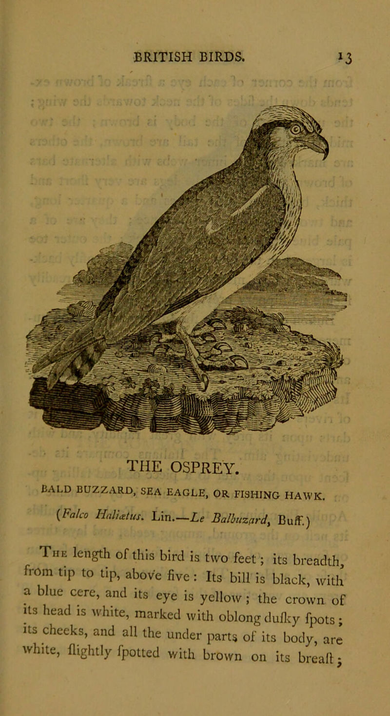THE OSPREY. BALD BUZZARD, SEA EAGLE, OR FISHING HAWK. {Falco Haliatus. Lin Le Balbdzprd, Buff.) The length of this bird is two feet; its breadth, from tip to tip, above five : Its bill is black, with a blue cere, and its eye is yellow; the crown of its head is white, marked with oblong dulky fpots; its cheeks, and all the under parts of its body, are white, Rightly fpotted with brown on its break *