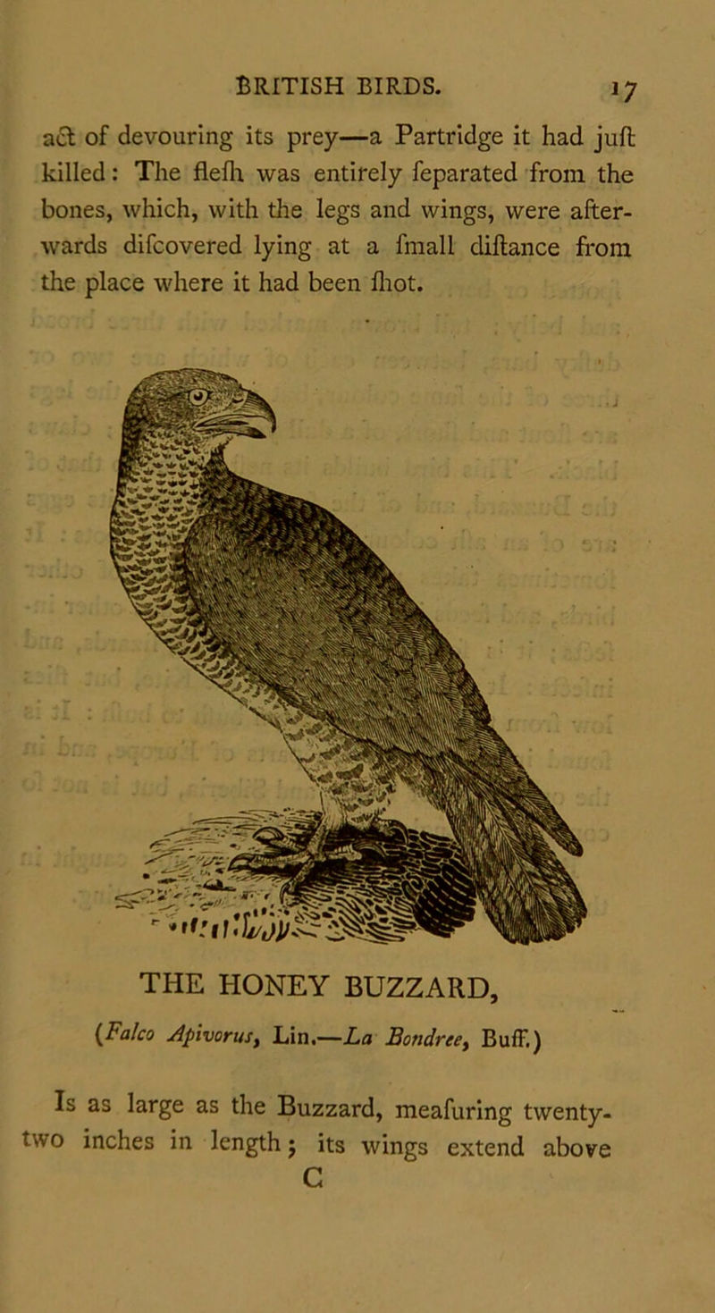 J7 act of devouring its prey—a Partridge it had juft killed: The flefti was entirely feparated from the bones, which, with the legs and wings, were after- wards difcovered lying at a fmali diftance from the place where it had been fliot. THE HONEY BUZZARD, (Falco Apivorus, Lin.—-La Bondree, Buff.) Is as large as the Buzzard, meafuring twenty- two inches in length j its wings extend above C
