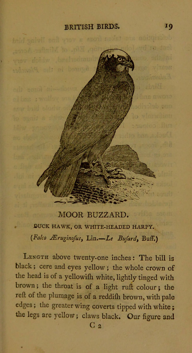 MOOR BUZZARD. DUCK HAWK, OR WHITE-HEADED HARPY. (Palco JEruginofuSy Lin.—Le Bu/ardt Buff.) Length above twenty-one inches: The bill is black; cere and eyes yellow ; the whole crown of the head is of a yellowifh white, lightly tinged with brown; the throat is of a light ruft colour; the reft of the plumage is of a reddilh brown, with pale edges; the greater wing coverts tipped with white; the legs are yellow; claws black. Our figure and C 2