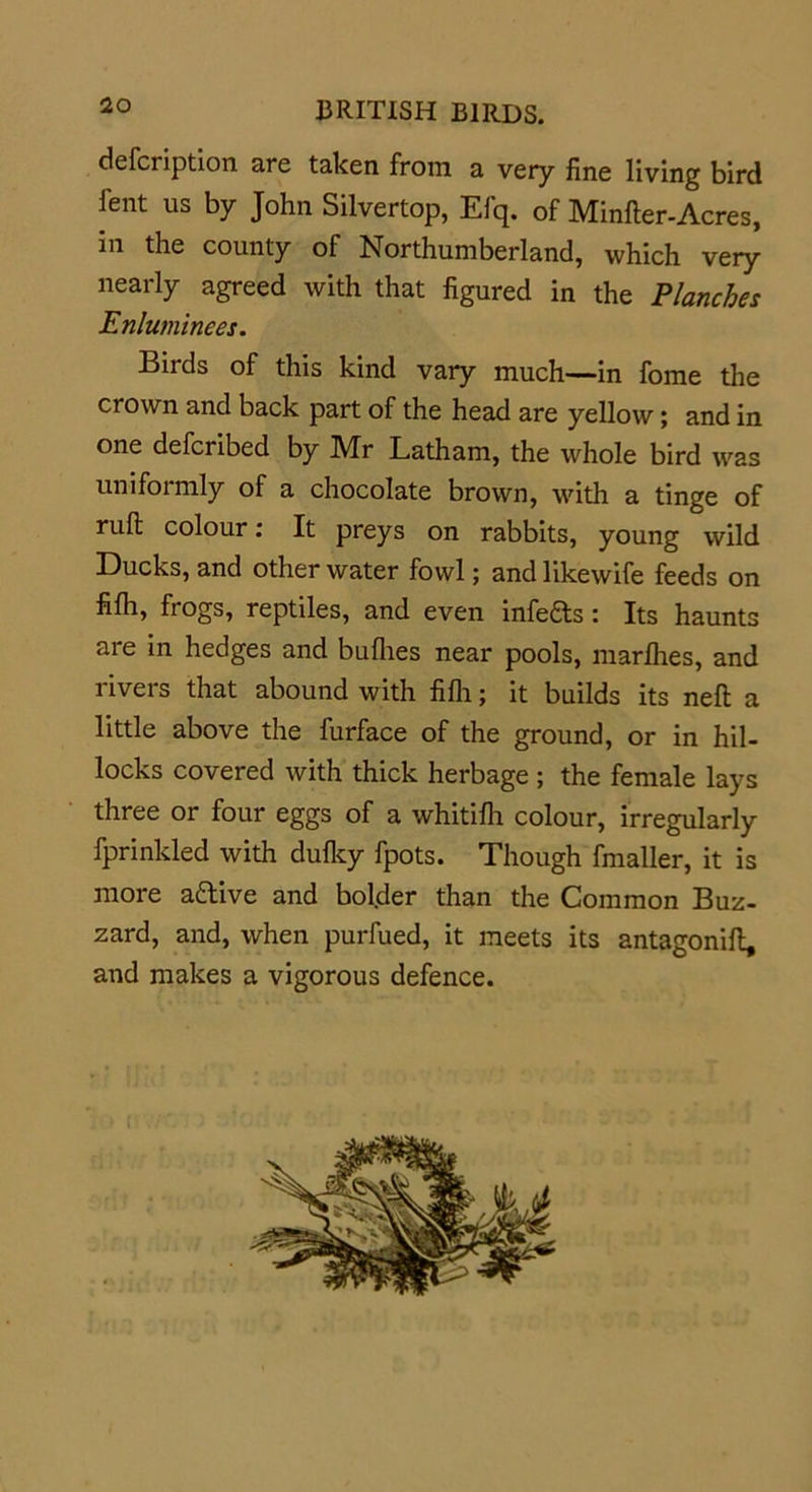 defcription are taken from a very fine living bird fent us by John Silvertop, Efq. of Minfter-Acres, in the county of Northumberland, which very nearly agreed with that figured in the Planches Enluminees. Birds of this kind vary much—in fome the crown and back part of the head are yellow; and in one defcribed by Mr Latham, the whole bird was uniformly of a chocolate brown, with a tinge of rufi: colour: It preys on rabbits, young wild Ducks, and other water fowl; and likewife feeds on filh, frogs, reptiles, and even infefts: Its haunts aie in hedges and bullies near pools, marlhes, and rivers that abound with filh; it builds its neft a little above the furface of the ground, or in hil- locks covered with thick herbage ; the female lays three or four eggs of a whitifh colour, irregularly fprinkled with dulky fpots. Though fmaller, it is more aftive and bolder than the Common Buz- zard, and, when purfued, it meets its antagonift, and makes a vigorous defence.