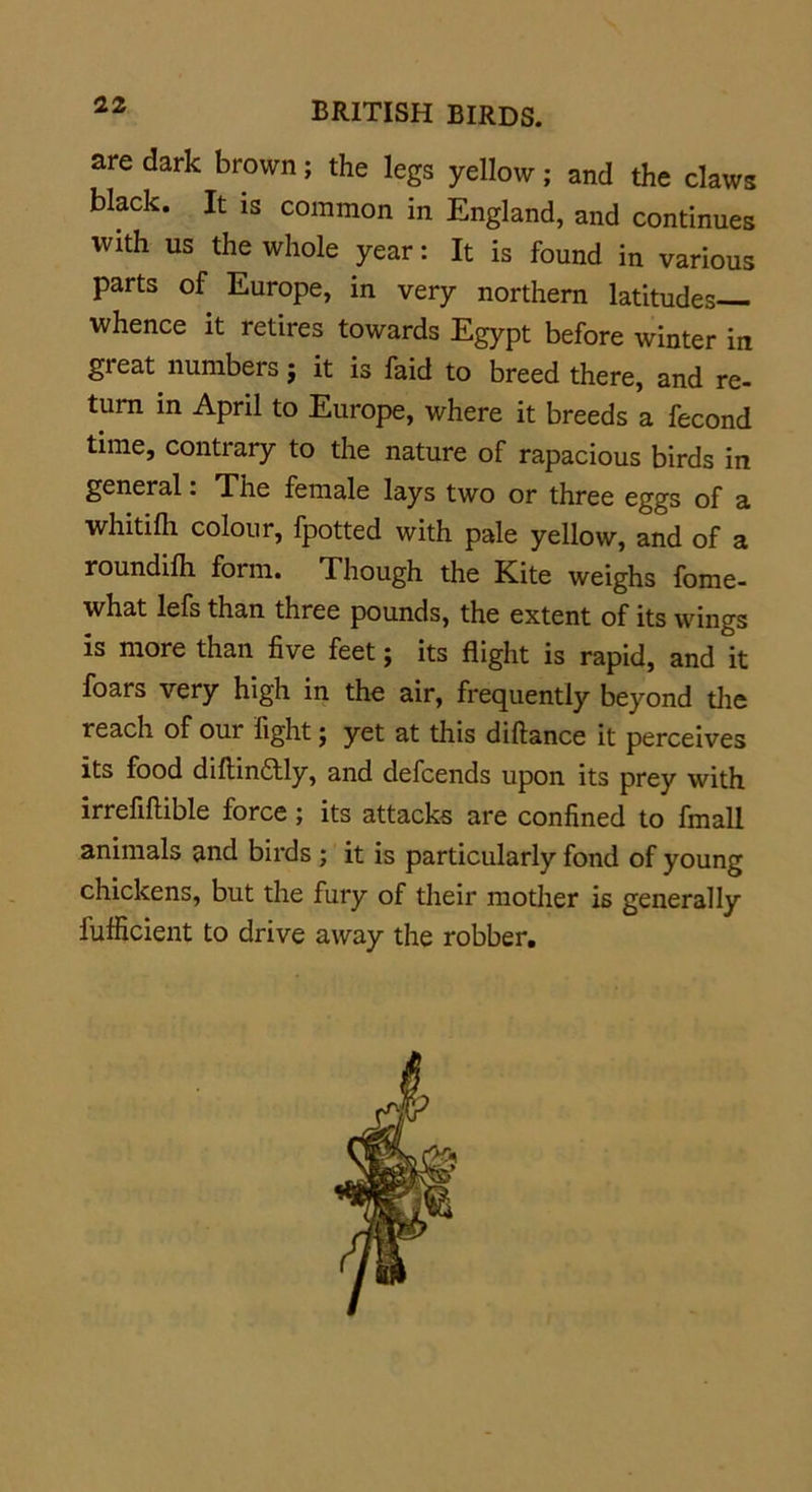 are dark brown; the legs yellow; and the claws black. It is common in England, and continues with us the whole year: It is found in various parts of Europe, in very northern latitudes— whence it retires towards Egypt before winter in gi eat numbers j it is faid to breed there, and re- turn in April to Europe, where it breeds a fecond time, contrary to the nature of rapacious birds in general. The female lays two or three eggs of a whitifh colour, fpotted with pale yellow, and of a roundiih form. Though the Kite weighs fome- what lefs than three pounds, the extent of its wings is more than five feet; its flight is rapid, and it foars very high in the air, frequently beyond the reach of our fight ; yet at this diftance it perceives its food diflin£tly, and defeends upon its prey with irrefiftible force; its attacks are confined to fmali animals and birds ; it is particularly fond of young chickens, but the fury of their mother is generally iufiicient to drive away the robber.