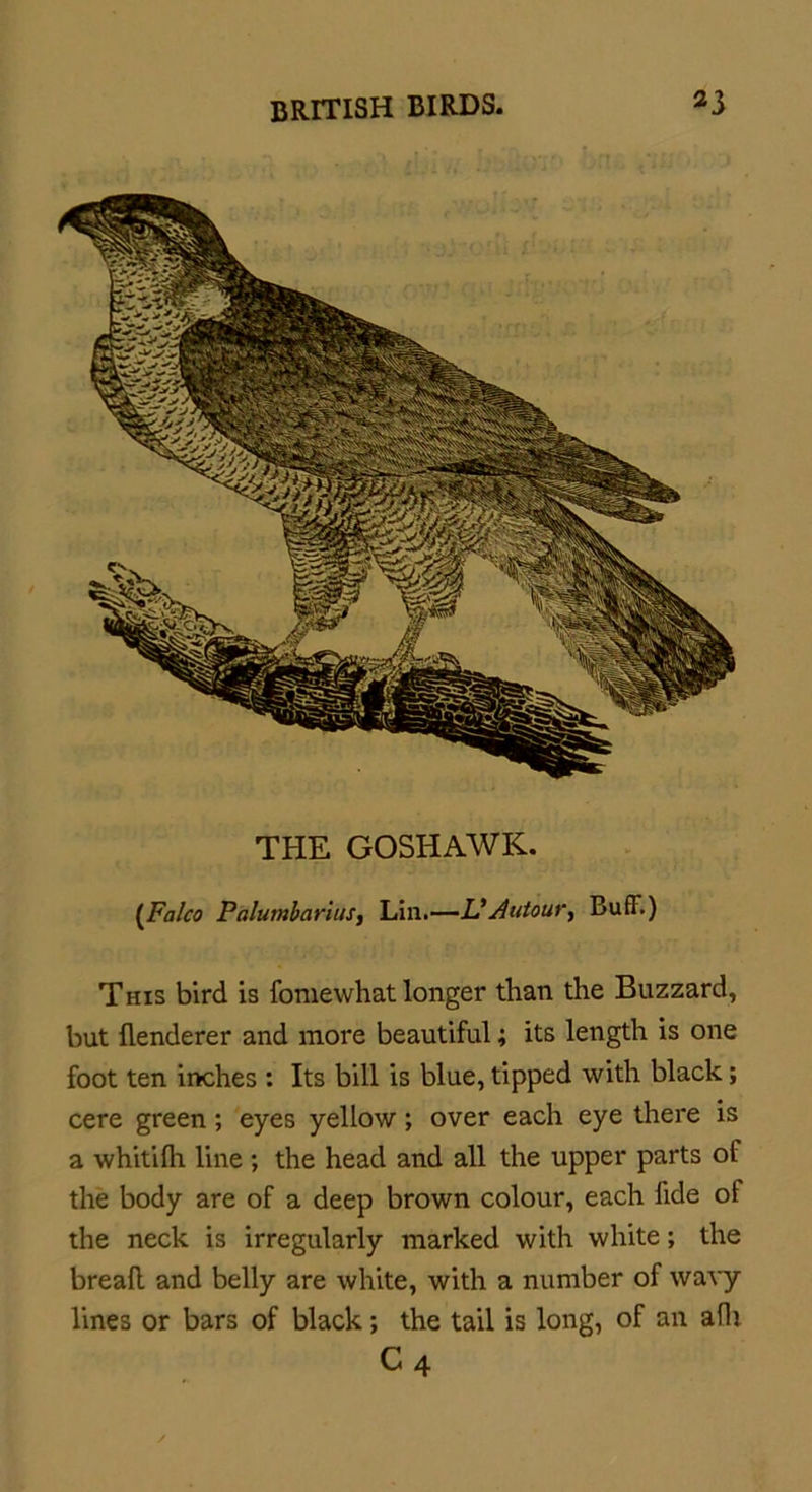 THE GOSHAWK. (Falco PalumbariuSy Lin.—UAutour, Buff.) This bird is fomewhat longer than the Buzzard, but flenderer and more beautiful; its length is one foot ten inches : Its bill is blue, tipped with black; cere green; eyes yellow; over each eye there is a whitifh line ; the head and all the upper parts of the body are of a deep brown colour, each lide oi the neck is irregularly marked with white; the bread and belly are white, with a number of wavy lines or bars of black; the tail is long, of an aih C4