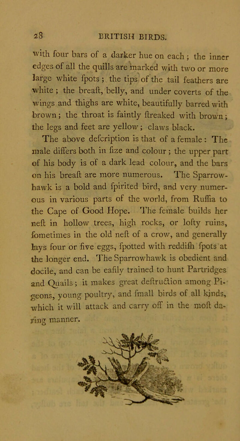 with four bars of a darker hue on each ; the inner edges of all the quills are marked with two or more large white fpots ; the tips of the tail feathers are white ; the brealt, belly, and under coverts of the wings and thighs are white, beautifully barred with brown ; the throat is faintly flreaked with brown; the legs and feet are yellow; claws black. The above defeription is that of a female : The male differs both in fize and colour ; the upper part of his body is of a dark lead colour, and the bars on his breafl are more numerous. The Sparrow- hawk is a bold and fpirited bird, and very numer- ous in various parts of the world, from Ruffia to the Cape of Good Hope. The female builds her nefl in hollow trees, high rocks, or lofty ruins, fometimes in the old nefl of a crow, and generally lays four or five eggs, fpotted with reddifli fpots at the longer end. The Sparrowhawk is obedient and docile, and can be eafily trained to hunt Partridges and Quails; it makes great deflru&ion among Pi- geons, young poultry, and fmall birds of all kinds, which it will attack and carry off in the moll da- ring manner.