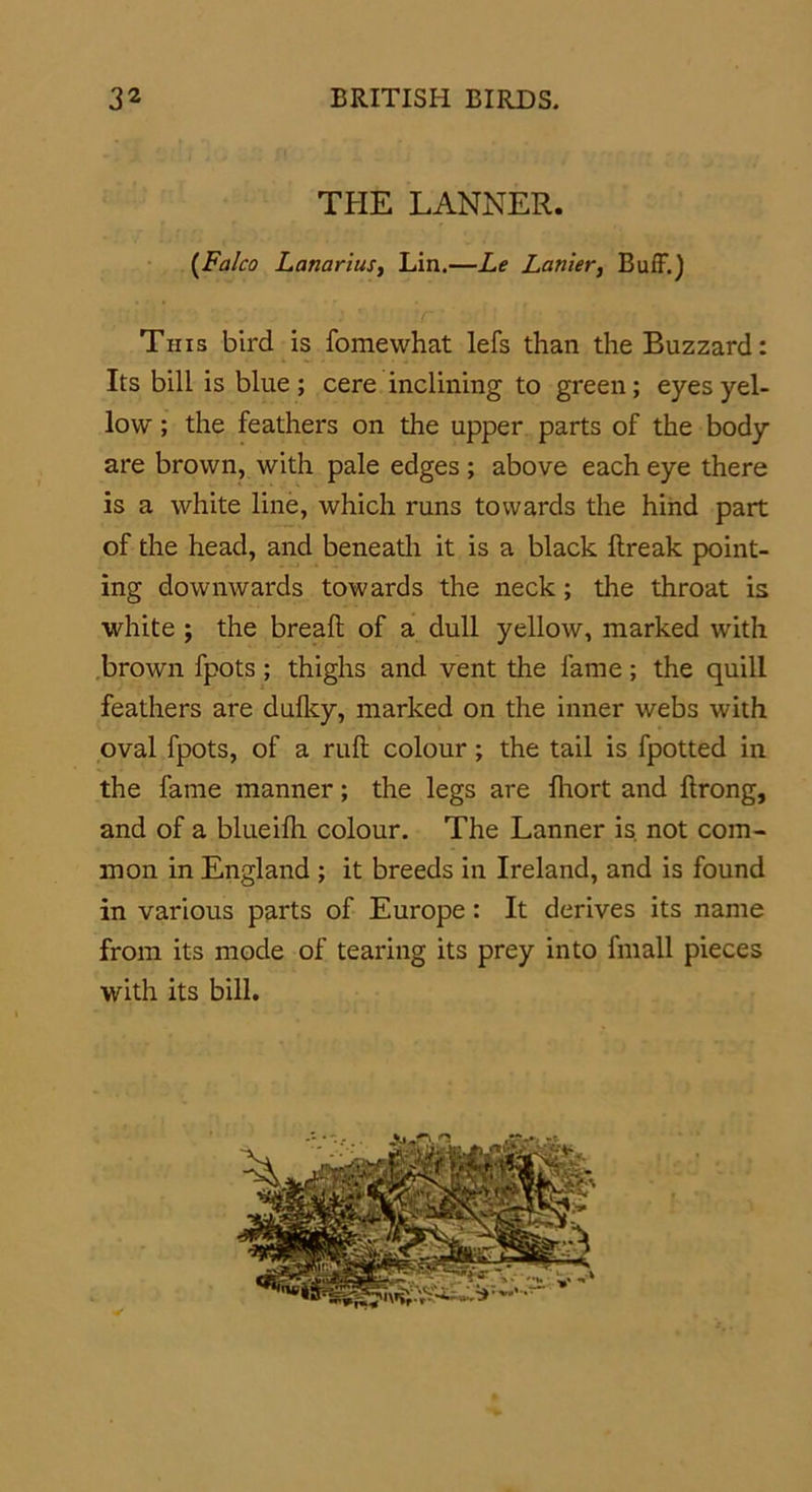 THE LANNER. (Falco Lanariusy Lin.—Le Lanier, Buff.) This bird is fomewhat lefs than the Buzzard: Its bill is blue ; cere inclining to green; eyes yel- low ; the feathers on the upper parts of the body are brown, with pale edges; above each eye there is a white line, which runs towards the hind part of the head, and beneath it is a black Itreak point- ing downwards towards the neck; the throat is white ; the brealt of a dull yellow, marked with brown fpots ; thighs and vent the fame; the quill feathers are dulky, marked on the inner webs with oval fpots, of a rult colour; the tail is fpotted in the fame manner; the legs are fhort and ftrong, and of a blueilh colour. The Lanner is. not com- mon in England ; it breeds in Ireland, and is found in various parts of Europe: It derives its name from its mode of tearing its prey into fmall pieces with its bill.