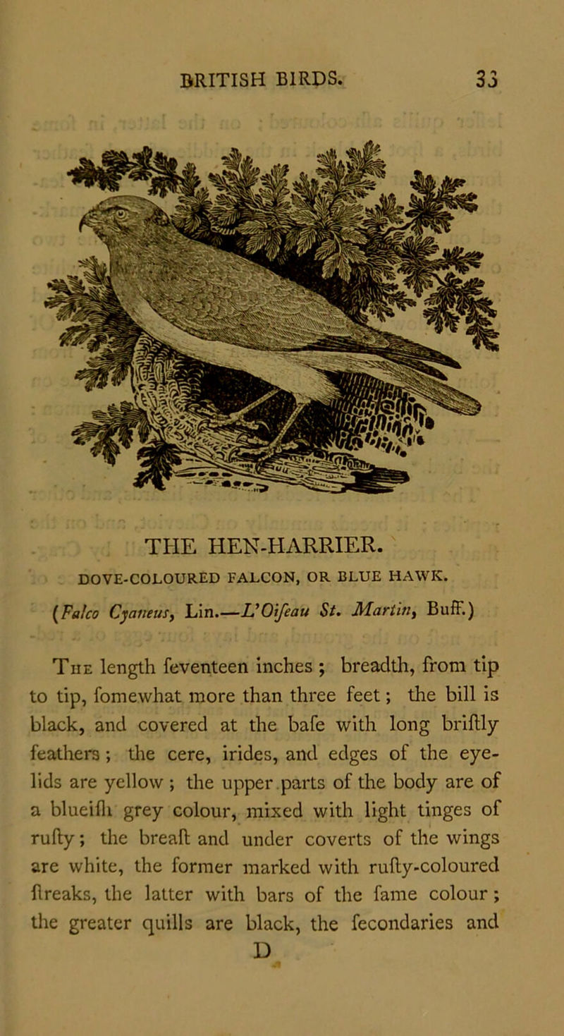 THE HEN-HARRIER. DOVE-COLOURED FALCON, OR BLUE HAWK. (Fa/co Cyatieus, Lin.—UOifeau St. Marlitiy Buff.) The length feventeen inches ; breadth, from tip to tip, fomewhat more than three feet; the bill is black, and covered at the bafe with long briftly feathers ; the cere, irides, and edges of the eye- lids are yellow ; the upper parts of the body are of a blueilh grey colour, mixed with light tinges of rufty; the breaft and under coverts of the wings are white, the former marked with ruRy-coloured Breaks, the latter with bars of the fame colour; the greater quills are black, the fecondaries and D