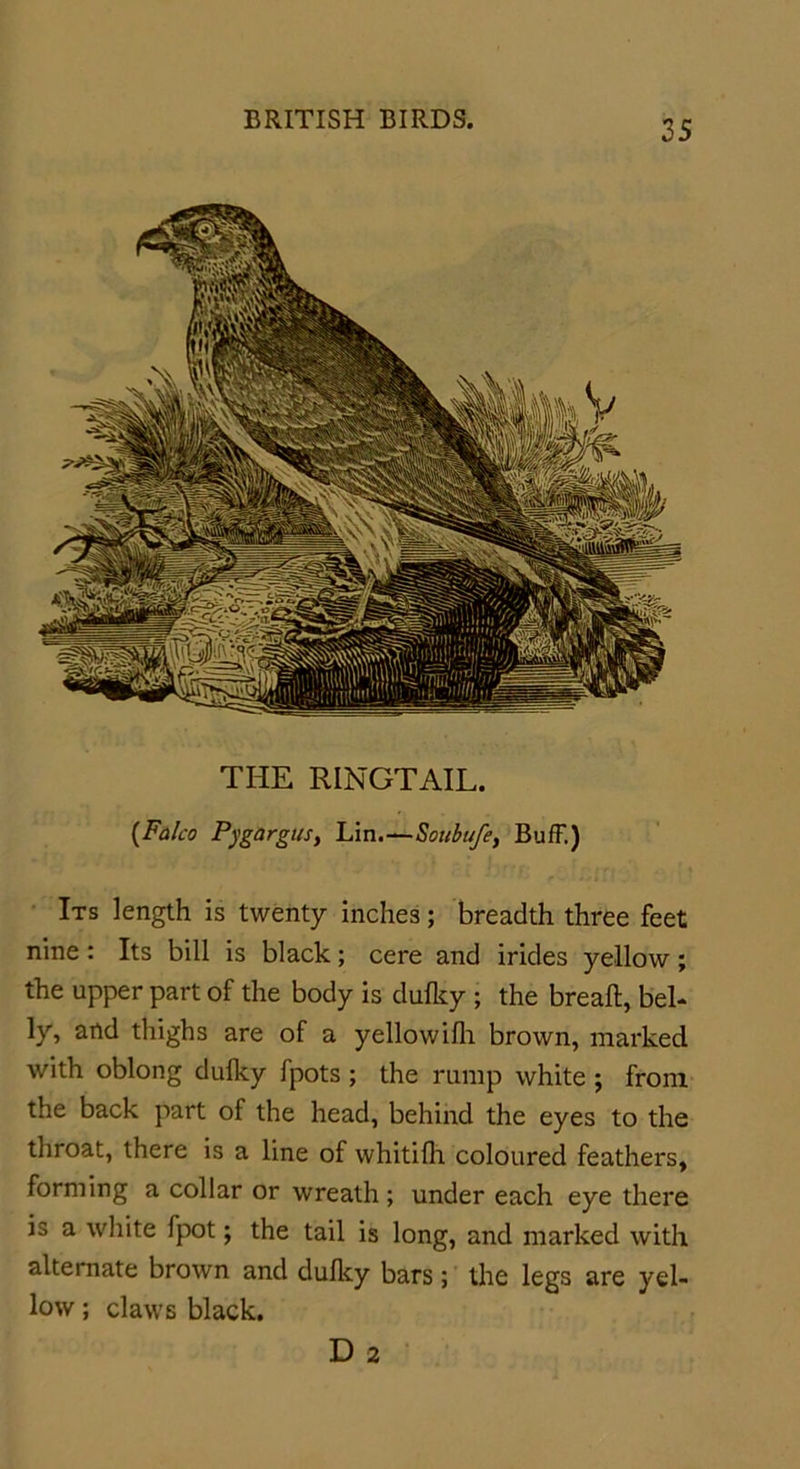 THE RINGTAIL. {Falco Pygargus, Lin.—Soubufe, Buff.) Its length is twenty inches; breadth three feet nine: Its bill is black; cere and irides yellow; the upper part of the body is dufky ; the breaft, bel- ly, and thighs are of a yellowifh brown, marked with oblong dulky fpots; the rump white ; from the back part of the head, behind the eyes to the throat, there is a line of whitifh coloured feathers, forming a collar or wreath; under each eye there is a white fpot; the tail is long, and marked with alternate brown and dulky bars; the legs are yel- low ; claws black. D 2