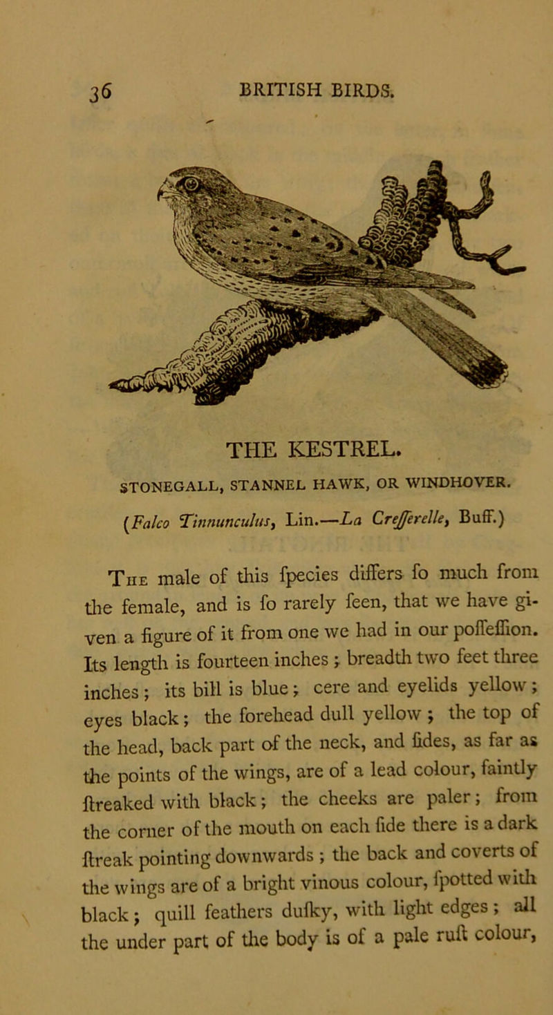 THE KESTREL. STONEGALL, STANNEL HAWK, OR WINDHOVER. (Falco Tinnunculus, Lin.—La Crejferelle, Buff.) Tiie male of this fpecies differs fo much from the female, and is fo rarely feen, that we have gi- ven a figure of it from one we had in our poffeffion. Its length is fourteen inches ; breadth two feet three inches ; its bill is blue cere and eyelids yellow; eyes black; the forehead dull yellow ; the top of the head, back part of the neck, and fides, as far as the points of the wings, are of a lead colour, faintly ftreaked with black; the cheeks are paler; from the corner of the mouth on each fide there is a dark ftreak pointing downwards ; the back and coverts of the wings are of a bright vinous colour, fpotted with blackj quill feathers duiky, with light edges ; all the under part of the body is of a pale ruft colour,