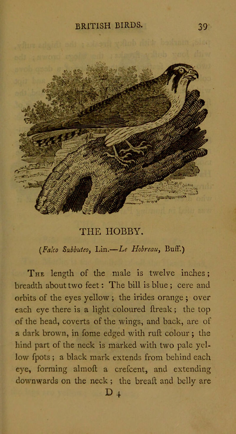 THE HOBBY. (Falco Subbuteo, Lin.—Le Hobreau, Buff.) The length of the male is twelve inches; breadth about two feet: The bill is blue ; cere and orbits of the eyes yellow ; the irides orange ; over each eye there is a light coloured llrealc; the top of the head, coverts of the wings, and back, are of a dark brown, in fome edged with rull colour ; the hind part of the neck is marked with two pale yel- low fpots ; a black mark extends from behind each eye, forming almofl a crefcent, and extending downwards on the neck; the brealt and belly are D4