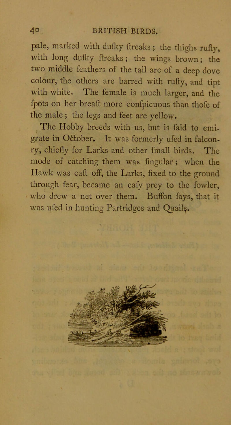 pale, marked with dulky breaks ; the thighs ruby, with long dulky breaks; the wings brown; the two middle feathers of the tail are of a deep dove colour, the others are barred with ruby, and tipt with white. The female is much larger, and the fpots on her breab more confpicuous than thofe of the male; the legs and feet are yellow. The Hobby breeds with us, but is faid to emi- grate in October. It was formerly ufed in falcon- ry, chieby for Larks and other fmall birds. The mode of catching them was fmgular; when the Hawk was cab off, the Larks, bxed to the ground through fear, became an eafy prey to the fowler, ■ who drew a net over them. Buffon fays, that it was ufed in hunting Partridges and Quail^.