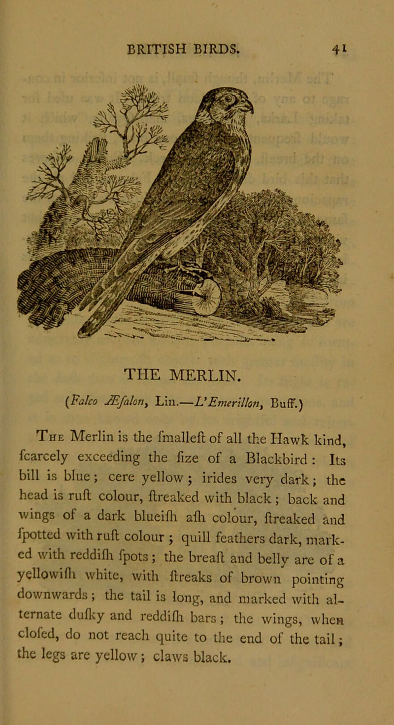 THE MERLIN. (Falco JEfalon, Lin.—L'Emerillon, Buff.) The Merlin is the frnalleft of all the Hawk kind, fcarcely exceeding the fize of a Blackbird: Its bill is blue; cere yellow ; irides very dark; the head is ruft colour, ftreaked with black ; back and wings of a dark blueifh afh colour, ftreaked and fpotted with rull colour ; quill feathers dark, mark- ed with reddifh fpots ; the breaft and belly are of a yellowifli white, with ftreaks of brown pointing downwards; the tail is long, and marked with al- ternate dufky and reddifli bars; the wings, when doled, do not reach quite to the end of the tail; the legs are yellow; claws black.