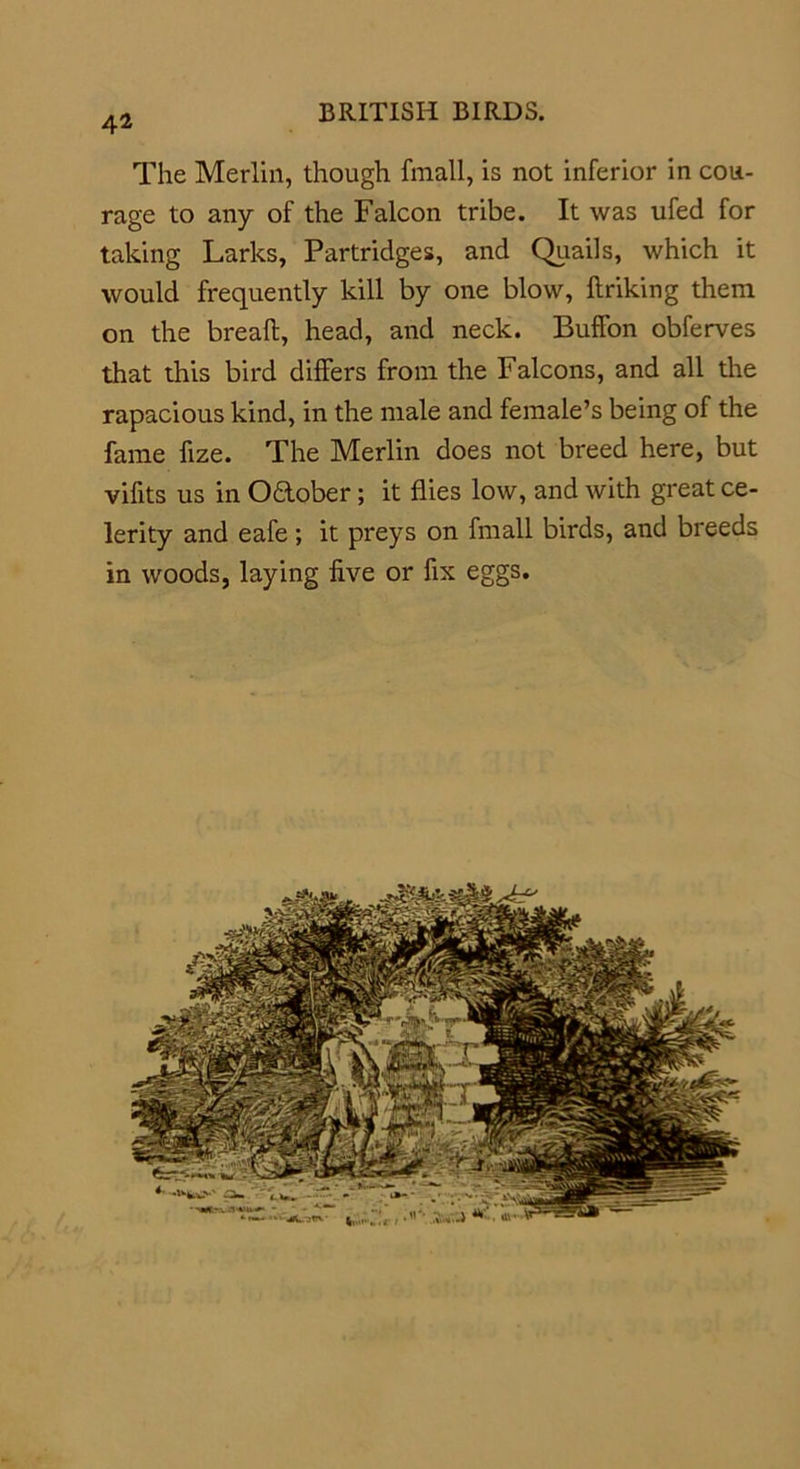 The Merlin, though fmall, is not inferior in cou- rage to any of the Falcon tribe. It was ufed for taking Larks, Partridges, and Quails, which it would frequently kill by one blow, hr iking them on the breaft, head, and neck. Buffon obferves that this bird differs from the Falcons, and all the rapacious kind, in the male and female’s being of the fame fize. The Merlin does not breed here, but vifits us in O&amp;ober; it flies low, and with great ce- lerity and eafe; it preys on fmall birds, and breeds in woods, laying five or fix eggs.