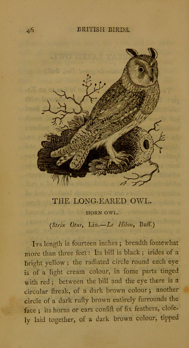 HORN OWL. (Strix Otus, Lin.—Le Hibou, Buff) Its length is fourteen inches ; breadth fomewhat more than three feet: Its bill is black ; irides of a bright yellow ; the radiated circle round each eye is of a light cream colour, in fome parts tinged with red ; between the bill and the eye there is a circular llreak, of a dark brown colour; another circle of a dark rufty brown entirely furrounds the face ; its horns or ears confilt ot fix feathers, clofe- ly laid together, of a dark brown colour, tipped THE LONG-EARED OWL.