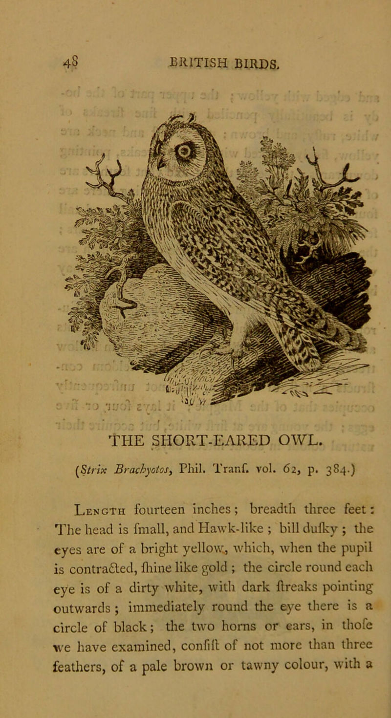 THE SHORT-EARED OWL. (Strix BracbyotoS) Phil. Tranf. vol. 62, p. 384.) Length fourteen inches; breadth three feet: The head is fmall, and Hawk-like ; bill dulky ; the eyes are of a bright yellow,, which, when the pupil is contra&amp;ed, ftiine like gold ; the circle round each eye is of a dirty white, with dark breaks pointing outwards ; immediately round the eye there is a circle of black; the tu-o horns or ears, in thofe we have examined, confilt of not more than three feathers, of a pale brown or tawny colour, with a