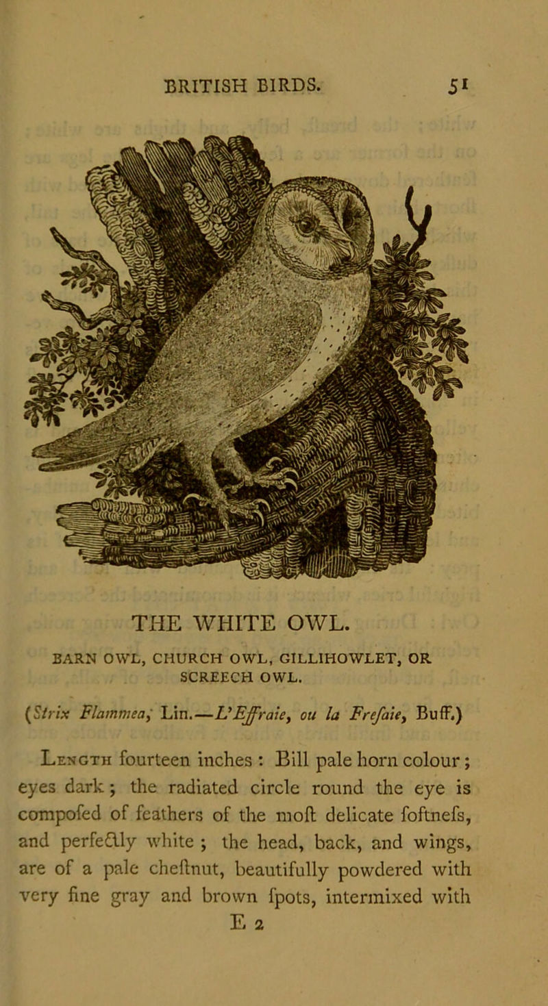 BARN OWL, CHURCH OWL, GILLIHOWLET, OR SCREECH OWL. (Strix Flammea, Lin.—L'Ejfraie, oil la Frefaie, Buff.) Length fourteen inches : Bill pale horn colour; eyes dark •, the radiated circle round the eye is compofed of feathers of the moll delicate foftnefs, and perfedly white ; the head, back, and wings, are of a pale cheftnut, beautifully powdered with very fine gray and brown fpots, intermixed with E 2 THE WHITE OWL.