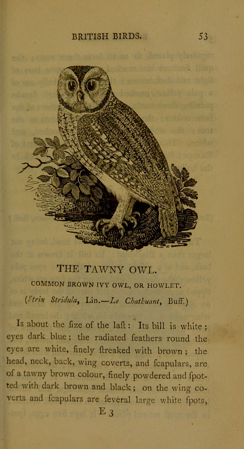 THE TAWNY OWL. COMMON BROWN IVY OWL, OR HOWLET. (Striff Stridula, Lin.—Le Chathuant, Buff,) Is about the fize of the lad: Its bill is white ; eyes dark blue; the radiated feathers round the eyes are white, finely ftreaked with brown ; the head, neck, back, wing coverts, and fcapulars, are of a tawny brown colour, finely powdered and fpot- ted with dark brown and black; on the wing co- verts and fcapulars are fev6ral large white fpots, E3
