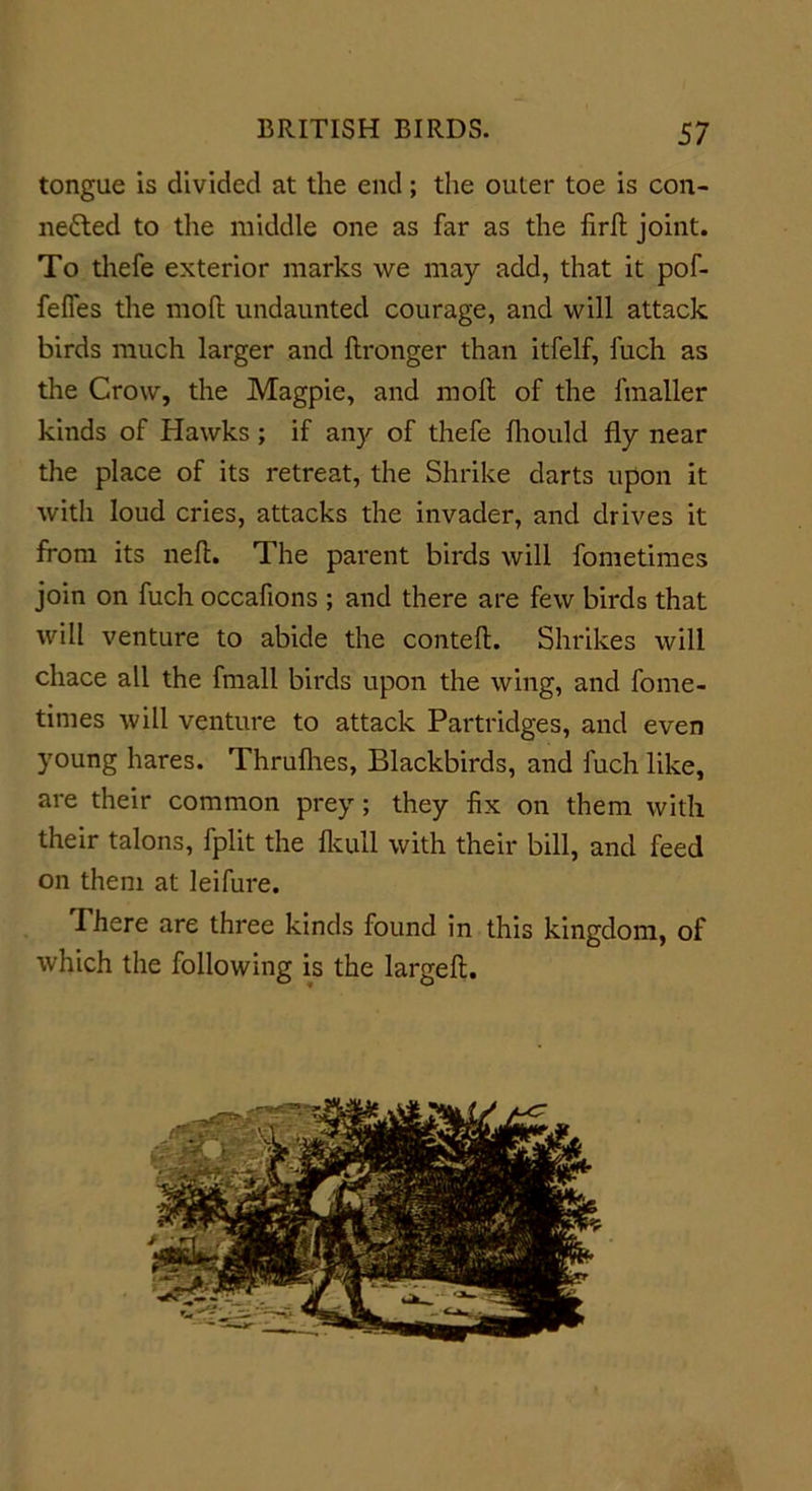 tongue is divided at the end; the outer toe is con- nected to the middle one as far as the firlt joint. To thefe exterior marks we may add, that it pof- fefies the molt undaunted courage, and will attack birds much larger and ftronger than itfelf, luch as the Crow, the Magpie, and moll of the linaller kinds of Hawks ; if any of thefe Ihould fly near the place of its retreat, the Shrike darts upon it with loud cries, attacks the invader, and drives it from its neft. The parent birds will fometimes join on fuch occafions ; and there are few birds that will venture to abide the contell. Shrikes will cliace all the fmall birds upon the wing, and fome- times will venture to attack Partridges, and even young hares. Thrulhes, Blackbirds, and fuch like, are their common prey; they fix on them with their talons, fplit the fkull with their bill, and feed on them at leifure. There are three kinds found in this kingdom, of which the following is the largell.
