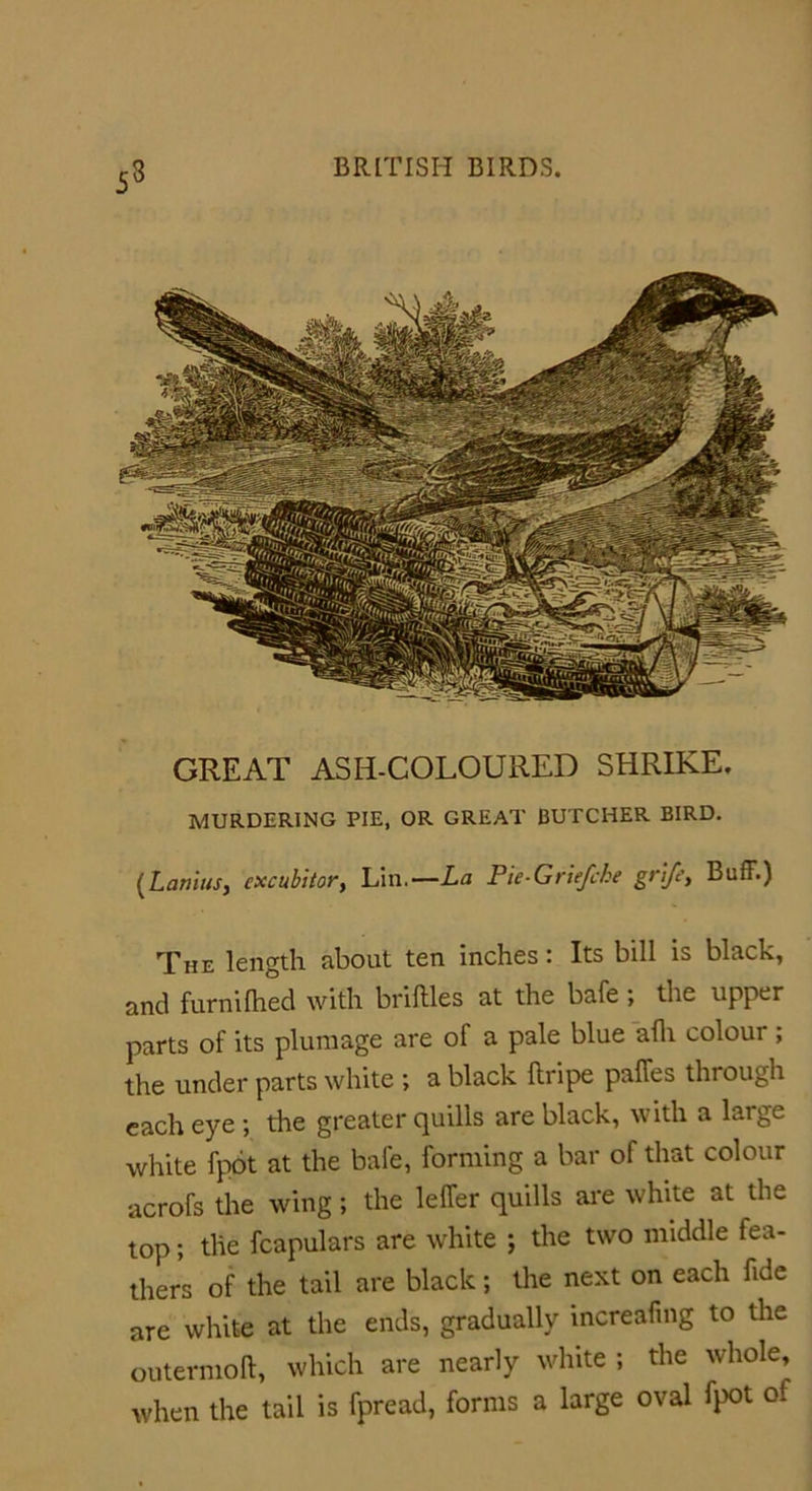 GREAT ASH-COLOURED SHRIKE. MURDERING PIE, OR GREAT BUTCHER BIRD. (Lanins, cxcubitor, Lin.— La Pie Griefche grift, Buff.) The length about ten inches: Its bill is black, and furnifhed with briftles at the bafe; the upper parts of its plumage are of a pale blue afli colour ; the under parts white ; a black flripe paffes through each eye ; tire greater quills are black, with a large white fpot at the bafe, forming a bar of that colour acrofs the wing; the leffer quills are white at the top; the fcapulars are white ; the two middle fea- thers of the tail are black; the next on each fide are white at the ends, gradually increafing to the outermoft, which are nearly white ; the whole, when the tail is fpread, forms a large oval fpot of