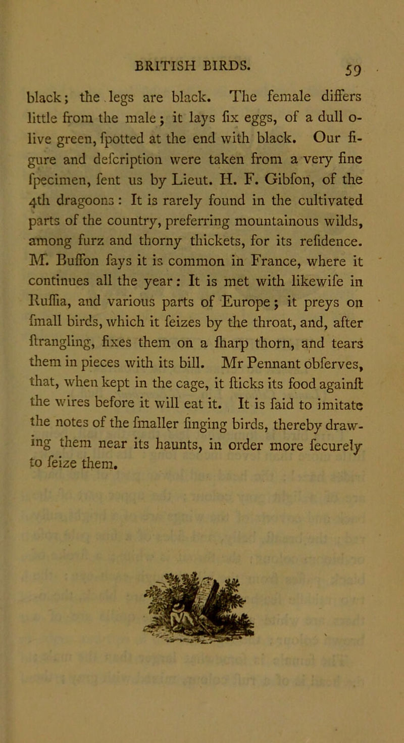 black; the legs are black. The female differs little from the male; it lays fix eggs, of a dull o- live green, fpotted at the end with black. Our fi- gure and defcription were taken from a very fine fpecimen, fent us by Lieut. H. F. Gibfon, of the 4th dragoons: It is rarely found in the cultivated parts of the country, preferring mountainous wilds, among furz and thorny thickets, for its refidence. Ml Buffon fays it is common in France, where it continues all the year: It is met with likewife in Xluffia, and various parts of Europe; it preys on fmall birds, which it feizes by the throat, and, after firangling, fixes them on a fharp thorn, and tears them in pieces with its bill. Mr Pennant obferves, that, when kept in the cage, it flicks its food againfl the wires before it will eat it. It is faid to imitate the notes of the fmaller finging birds, thereby draw- ing them near its haunts, in order more fecurely to feize them.