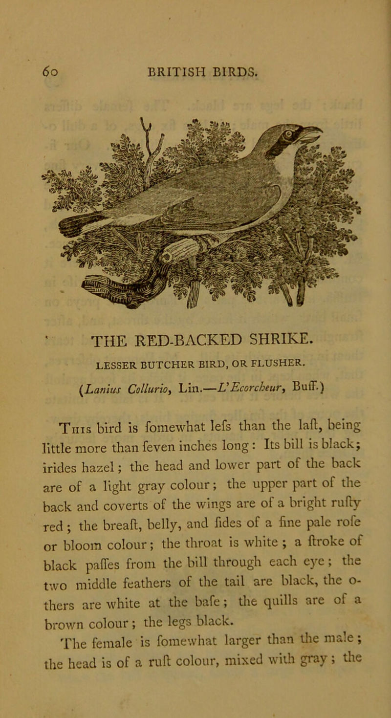 THE RED-BACKED SHRIKE. LESSER BUTCHER BIRD, OR FLUSHER. (Lanius Collurio, Lin.—VEcorcheur, Buff.) This bird is fomewhat lefs than the laft, being little more than feven inches long: Its bill is black; irides hazel; the head and Lower part of the back are of a light gray colour; the upper part of the back and coverts of the wings are of a bright rufty red; the breaft, belly, and fides of a fine pale rofe or bloom colour; the throat is white ; a ftroke of black pa fie s from the bill through each eye; the two middle feathers of the tail are black, the o- thers are white at the bafe; the quills are of a brown colour ; the legs black. The female is fomewhat larger than the male; the head is of a raft colour, mixed with gray; the