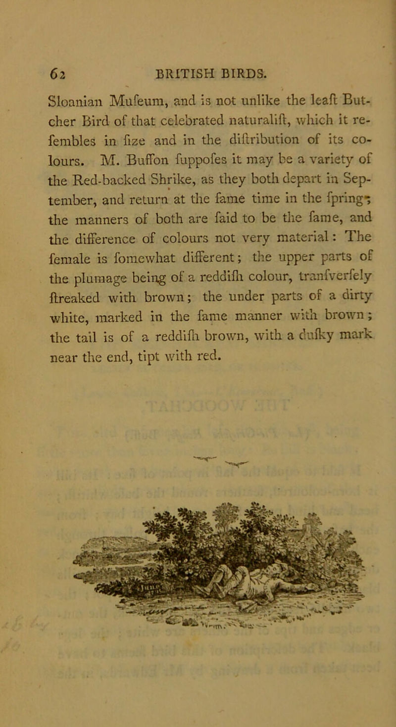 Sloanian Mufeum, and is not unlike the leaf! But- cher Bird of that celebrated naturalift, which it re- fembles in fize and in the diflribution of its co- lours. M. Buflfon fuppofes it may be a variety of the Red-backed Shrike, as they both depart in Sep- tember, and return at the fame time in the fpring-, the manners of both are faid to be the fame, and the difference of colours not very material: The female is fomewhat different; the upper parts of the plumage being of a reddifn colour, tranfverfely ftreaked with brown; the under parts of a dirty white, marked in the fame manner with brown; the tail is of a reddifn brown, with a dulky mark near the end, tipt with red.