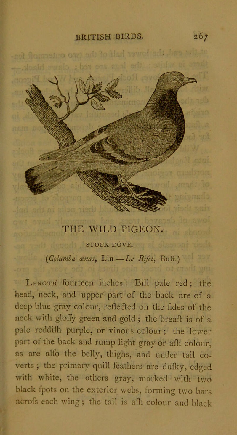 THE WILD PIGEON. STOCK DOVE. {Columba aenasy Lin—Lc Bifet, Buff.) Length fourteen inches : Bill pale red ; the head, neck, and upper part of the back are of a deep blue gray colour, reflected on the fides of the neck with glolfy green and gold ; the bread is of a pale reddifh purple, or vinous colour; the lower part of the back and rump light gray or afti colour, as are alfo the belly, thighs, and under tail co- verts ; the primary quill feathers are dufky, edged with white, the others gray, marked with two black I pots on the exterior webs, forming two bars acrofs each wing; the tail is afh colour and black