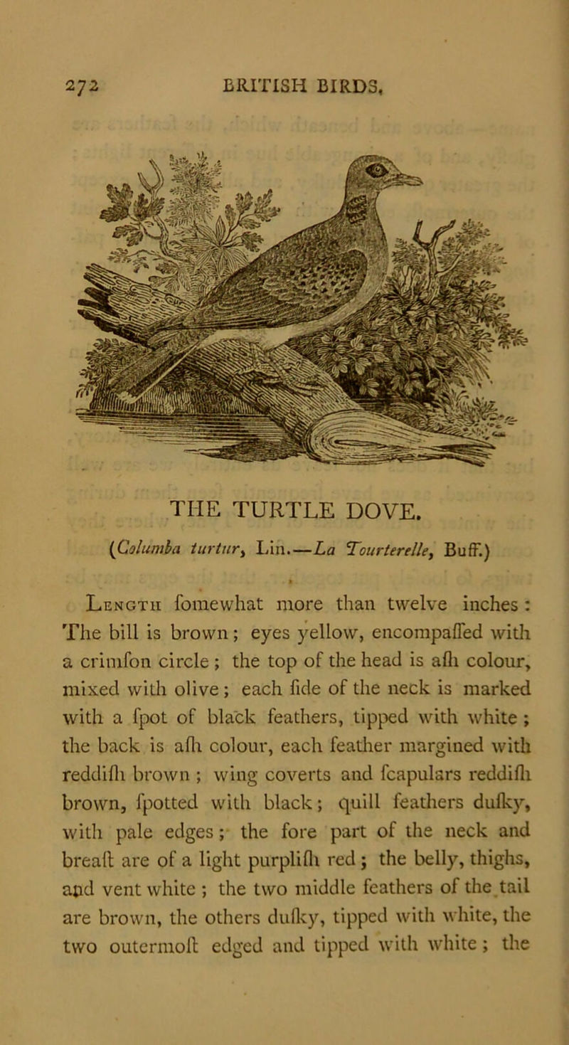THE TURTLE DOVE. (Columba turtur> Lia—La Tourterelle, Buff.) Length fomewhat more than twelve inches : The bill is brown; eyes yellow, encompafled with a crimfon circle ; the top of the head is alh colour, mixed with olive ; each fide of the neck is marked with a fpot of black feathers, tipped with white ; the back is alh colour, each feather margined with reddifii brown ; wing coverts and fcapulars reddifli brown, fpotted with black; quill feadters dulky, with pale edges; the fore part of the neck and bread are of a light purplifii red ; the belly, thighs, ajid vent white ; the two middle feathers of the tail are brown, the others dulky, tipped with white, the two outermoll edged and tipped with white; the