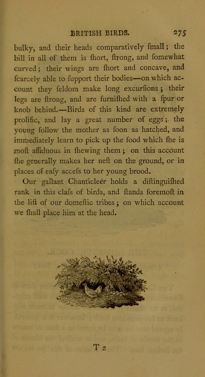 bulky, and their heads comparatively fmall; the bill in all of them is ftiort, llrong, and fomewhat curved ; their wings are fhort and concave, and fcarcely able to fupport their bodies—on which ac- count they feldom make long excurfions ; their legs are llrong, and are furnilhed with a fpur or knob behind.—Birds of this kind are extremely prolific, and lay a great number of eggs; the young follow the mother as foon as hatched, and immediately learn to pick up the food which Hie is moft afliduous in Ihewing them; on this account Hie generally makes her nell on the ground, or in places of eafy accefs to her young brood. Our gallant Chanticleer holds a dillinguifhed rank in this clafs of birds, and Hands foremoll in the lift of our domeftic tribes; on which account we fhall place him at the head. T 2
