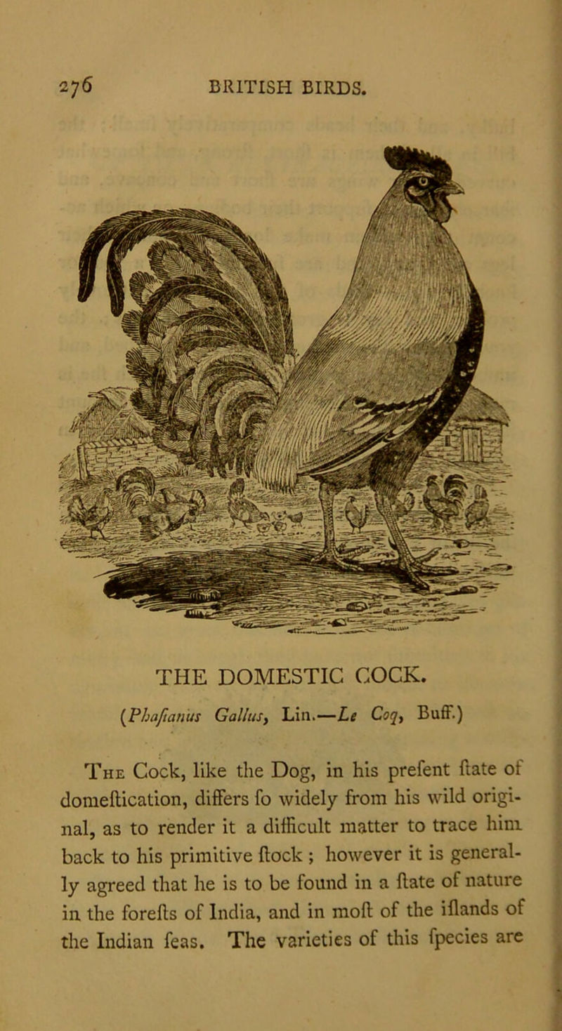 THE DOMESTIC COCK. [Phaftanus Gal/us, Lin.—Le Coqy Buff.) The Cock, like the Dog, in his prefent ftate ot domeftication, differs fo widely from his wild origi- nal, as to render it a difficult matter to trace him back to his primitive {lock ; however it is general- ly agreed that he is to be found in a Hate of nature in the forefls of India, and in moil: of the iflands of the Indian feas. The varieties of this fpecies are