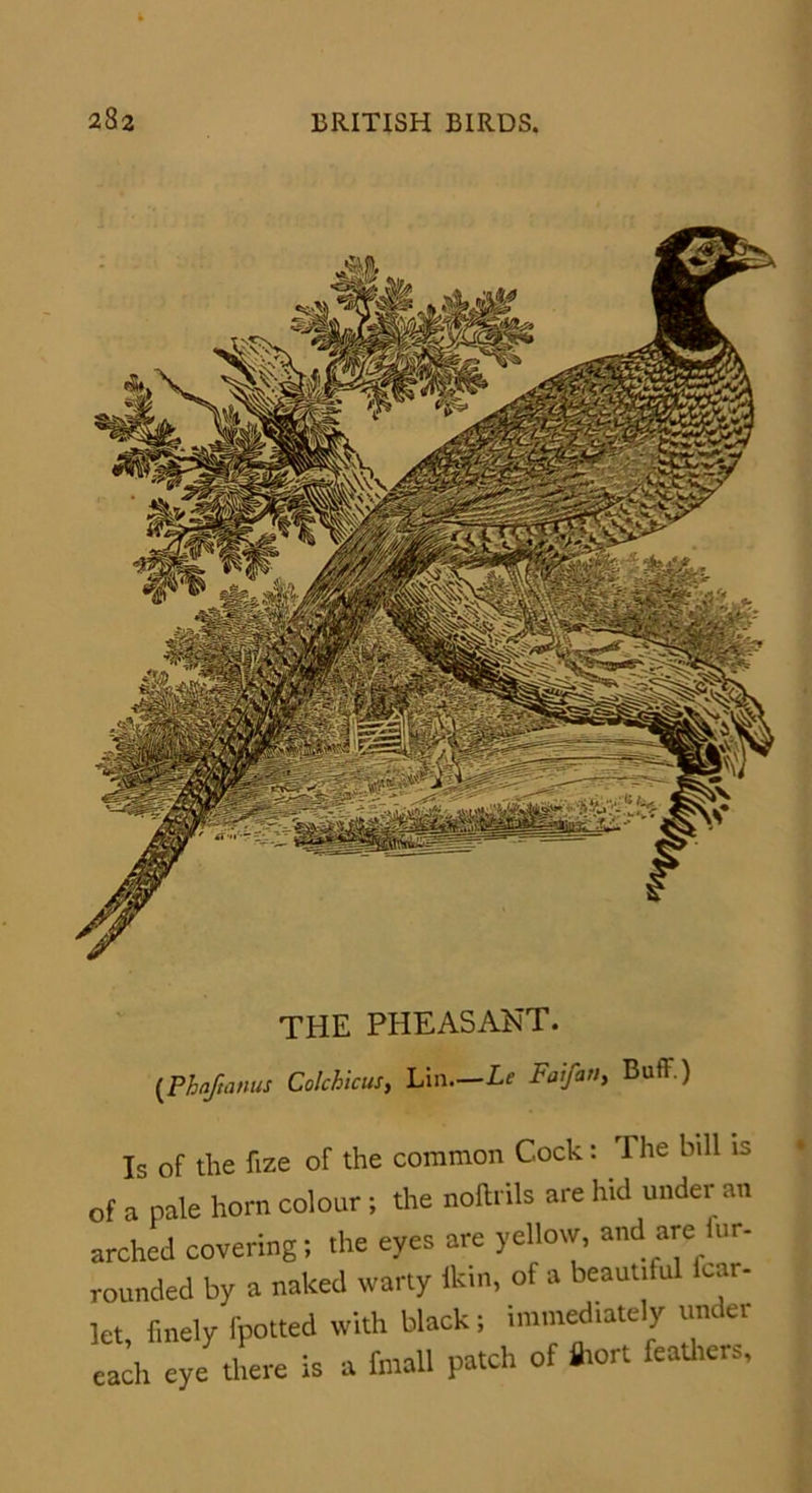the pheasant. (Phaftanus Colchicus, Lin—Le Faifati, Buff.) Is of the fize of the common Cock: The bill is of a pale horn colour ; the noftrils are hid under an arched covering; the eyes are yellow, and are fur. rounded by a naked warty fcin, of a beautiful fear- let, finely fpotted with black; immediately under each eye there is a fmall patch of Siort feathers.