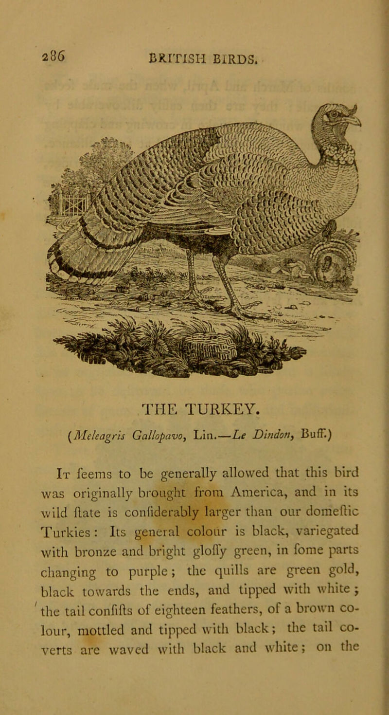 THE TURKEY. (Ale/eagris Gallopavo, Lin.—Le Dindo//, BufT.) It feems to be generally allowed that this bird was originally brought from America, and in its wild hate is conliderably larger than our domeftic Turkies : Its general colour is black, variegated with bronze and bright gloffy green, in fome parts changing to purple; the quills are green gold, black towards the ends, and tipped with white ; the tail confths of eighteen feathers, of a brown co- lour, mottled and tipped with black; the tail co- verts are waved with black and white; on the