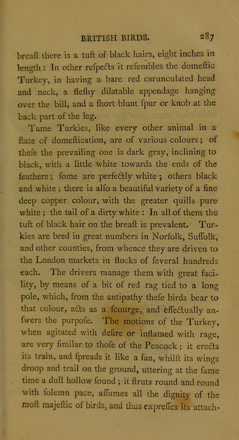 bread there is a tuft of black hairs, eight inches in length : In other refpedts it relembles the domeftic Turkey, in having a bare red carunculated head and neck, a flefliy dilatable appendage hanging over the bill, and a fhort blunt fpur or knob at the back part of the leg. Tame Turkies, like every other animal in a date of domeflication, are of various colours; of thefe the prevailing one is dark gray, inclining to black, with a little white towards the ends of the feathers ; fome are perfectly white ; others black and white ; there is alfo a beautiful variety of a fine deep copper colour, with the greater quills pure white ; the tail of a dirty white : In all of them the tuft of black hair on the bread is prevalent. Tur- kies are bred in great numbers in Norfolk, Suffolk, and other counties, from whence they are driven to the London markets in flocks of feveral hundreds each. The drivers manage them with great faci- lity, by means of a bit of red rag tied to a long pole, which, from the antipathy thefe birds bear to that colour, adts as a fcourge, and effedlually an- fwers the purpofe. The motions of the Turkey, when agitated with delire or inflamed with rage, are very fimilar to thofe of the Peacock ; it ereds its train, and fpreads it like a fan, whilft its wings droop and trail on the ground, uttering at the fame time a dull hollow found ; it flruts round and round with folemn pace, affumes all the dignity of the molt majeflic of birds, and thus expreffes its attach-