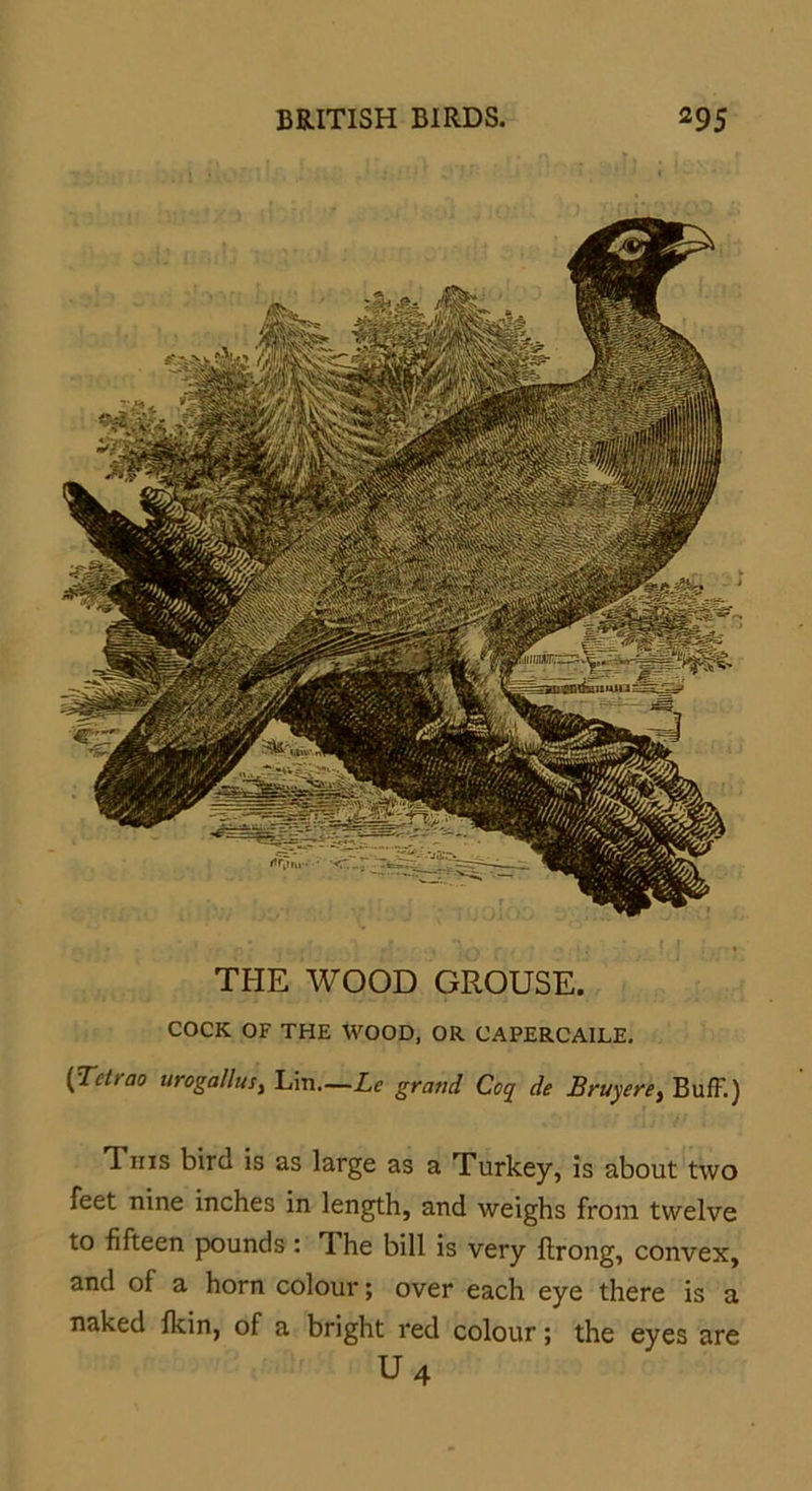 THE WOOD GROUSE. COCK OF THE WOOD, OR CAPERCAILE. (Tcttao urogallusy Lin.—Lc grand Coq de Bruyere, Buff.) This bird is as large as a Turkey, is about two feet nine inches in length, and weighs from twelve to fifteen pounds : The bill is very ftrong, convex, and of a horn colour; over each eye there is a naked fkin, of a bright red colour; the eyes are