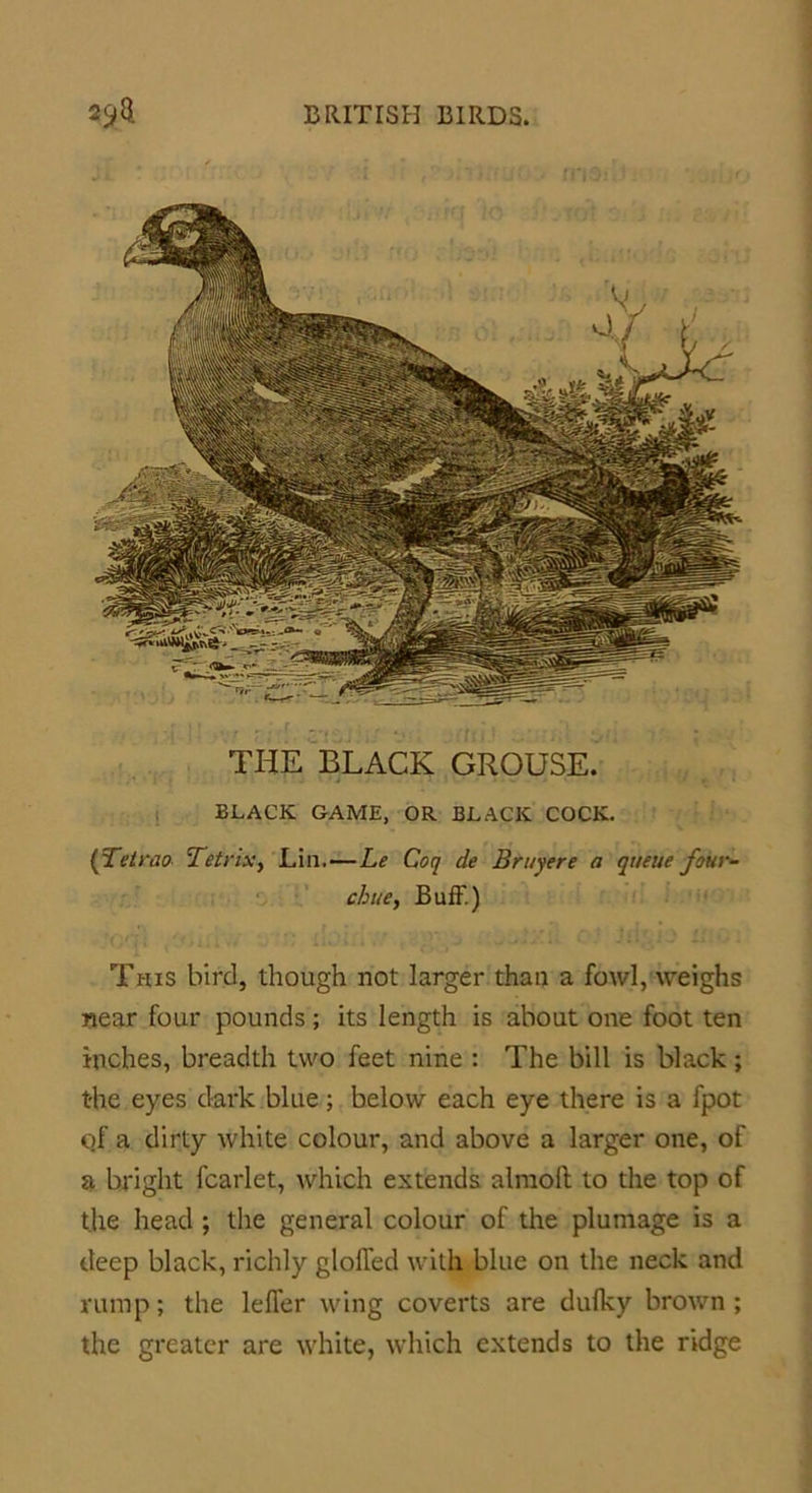 THE BLACK GROUSE. BLACK GAME, OR BLACK COCK. (Tetrad Tetrix, Lin.—Le Coq de Brttyere a queue four- cbue, Buff.) This bird, though not larger than a fowl, weighs near four pounds ; its length is about one foot ten inches, breadth two feet nine : The bill is black; the eyes dark blue; below each eye there is a fpot of a dirty white colour, and above a larger one, of a bright fcarlet, which extends alraoll to the top of the head ; the general colour of the plumage is a deep black, richly gloffed with blue on the neck and rump; the leffer wing coverts are dulky brown ; the greater are white, which extends to the ridge
