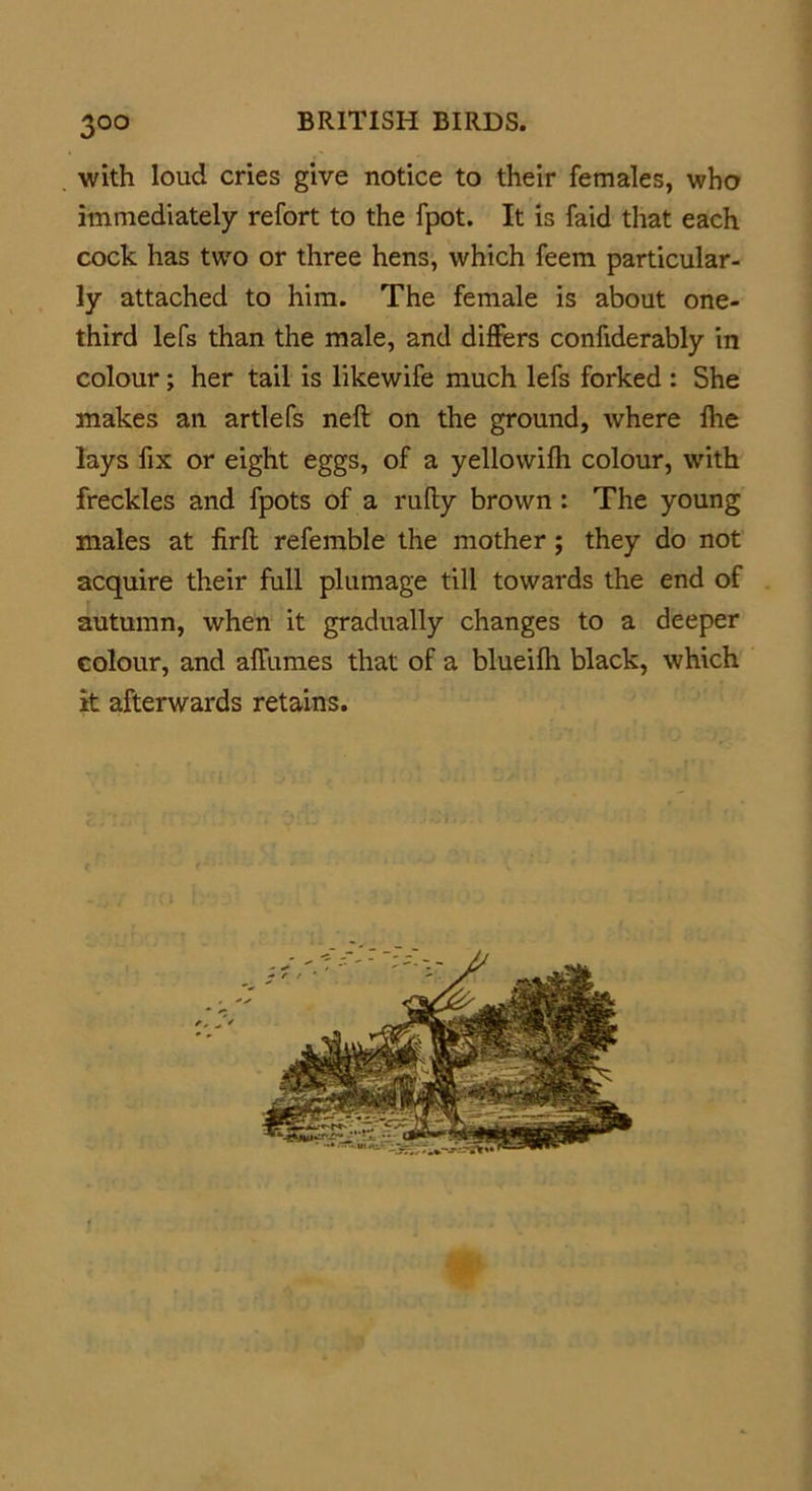 3°o with loud cries give notice to their females, who immediately refort to the fpot. It is faid that each cock has two or three hens, which feem particular- ly attached to him. The female is about one- third lefs than the male, and differs confiderably in colour; her tail is likewife much lefs forked : She makes an artlefs neft on the ground, where fhe lays fix or eight eggs, of a yellowifh colour, with freckles and fpots of a rufly brown : The young males at firfl referable the mother; they do not acquire their full plumage till towards the end of autumn, when it gradually changes to a deeper colour, and affumes that of a blueifh black, which it afterwards retains.
