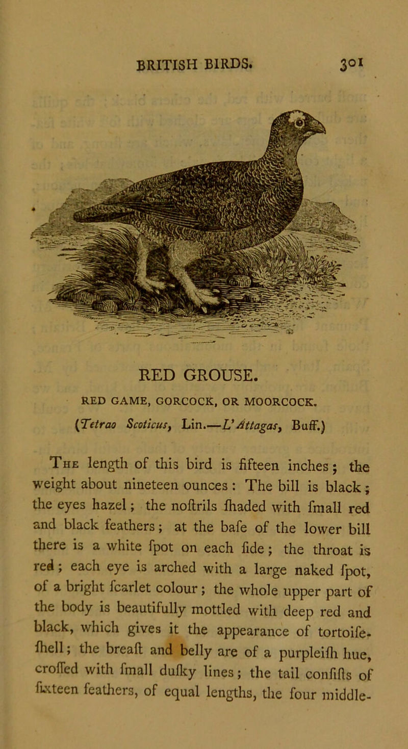 RED GROUSE. RED GAME, GORCOCK, OR MOORCOCK. (Tetrao Scoticus, Lin UAttagas> Buff.) The length of this bird is fifteen inches; the weight about nineteen ounces : The bill is black; the eyes hazel; the noftrils fhaded with fmall red and black feathers; at the bafe of the lower bill there is a white fpot on each fide; the throat is red; each eye is arched with a large naked fpot, ol a bright icarlet colour; the whole upper part of the body is beautifully mottled with deep red and black, which gives it the appearance of tortoife- fhell; the bread and belly are of a purpleifh hue, eroded with fmall dulky lines; the tail confifis of fifteen feathers, of equal lengths, the four middle-