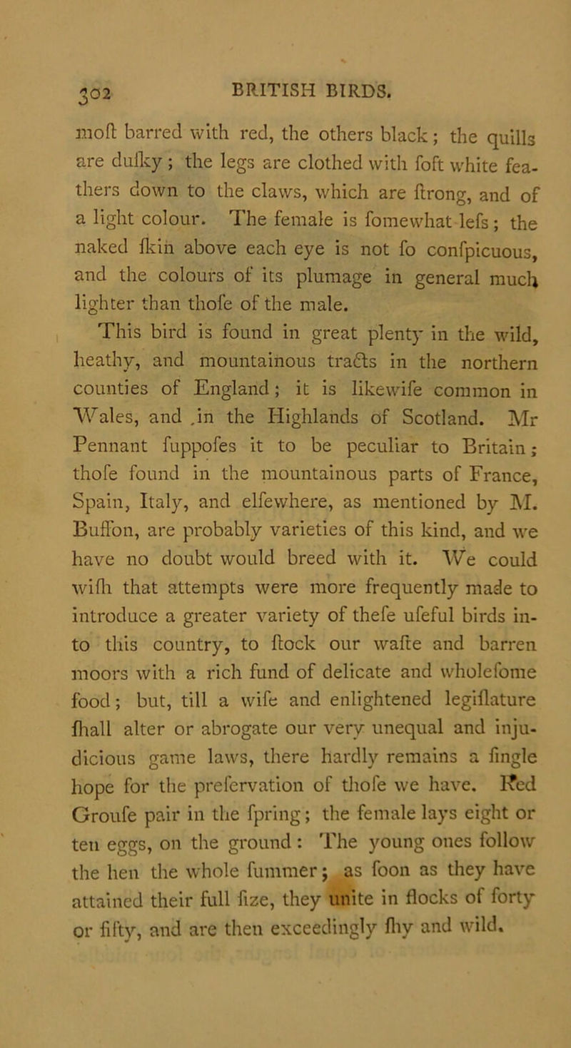 3°2 mo ft barred with red, the others black; the quills are duiky ; the legs are clothed with foft white fea- thers down to the claws, which are ftrong, and of a light colour. The female is fomewhat lefs ; the naked fkin above each eye is not fo confpicuous, and the colours of its plumage in general much lighter than thole of the male. This bird is found in great plenty in the wild, heathy, and mountainous tracts in the northern counties of England ; it is likewife common in Wales, and .in the Highlands of Scotland. Mr Pennant fuppofes it to be peculiar to Britain; thofe found in the mountainous parts of France, Spain, Italy, and elfe where, as mentioned by M. Buffon, are probably varieties of this kind, and we have no doubt would breed with it. We could wifti that attempts were more frequently made to introduce a greater variety of thefe ufeful birds in- to this country, to ftock our wafte and barren moors with a rich fund of delicate and wholefome food; but, till a wife and enlightened legiilature fhall alter or abrogate our very unequal and inju- dicious game laws, there hardly remains a fingle hope for the prefervation of thofe we have. 1-fed Groufe pair in the fpring; the female lays eight or ten eggs, on the ground : The young ones follow the hen the whole fummer; as foon as they have attained their full fize, they unite in flocks of forty or fifty, and are then exceedingly fhy and wild.