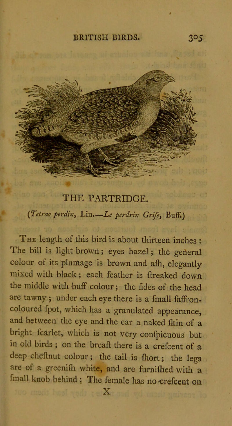 THE PARTRIDGE. (Tetrao perdix, Lin.—Le perdrix Grife, Buffi) The length of this bird is about thirteen inches : The bill is light brown; eyes hazel; the geheral colour of its plumage is brown and afh, elegantly- mixed with black; each feather is ftreaked down the middle with buff colour; the fides of the head are tawny j under each eye there is a fmall faffron- coloured fpot, which has a granulated appearance, and between the eye and the ear a naked fkin of a bright fearlet, which is not very confpicuous but in old birds ; on the breaft there is a crefcent of a deep cheftnut colour; the tail is fhort; the legs are of a greenifli white, and are furniflied with a hnall knob behind : rIhe female has no-crefcent on X