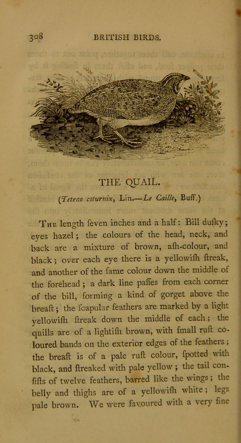 THE QUAIL. (Tetrao coturtiix, Lin.—Le Caille, Buff.) The length feven inches and a half: Bill dulky; eyes hazel; the colours of the head, neck, and back are a mixture of brown, alh-colour, and black; over each eye there is a yellowilh ftreak, and another of the fame colour down the middle of the forehead ; a dark line paffes from each corner of the bill, forming a kind of gorget above the bread; the fcapular feathers are marked by a light yellowilh ftreak down the middle of each ; the quills are of a lightilh brown, with fmall ruft co- loured bands on the exterior edges of the feathers ; the breaft is of a pale ruft colour, fpotted with black, and ftreaked with pale yellow ; the tail coil- lifts of twelve feathers, barred like the wings; the belly and thighs are of a yellowilh white; legs pale brown. We were favoured with a very fine