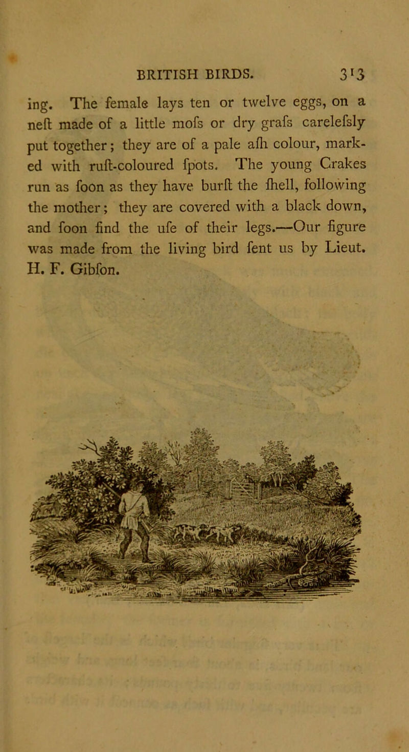 ing. The female lays ten or twelve eggs, on a nefi: made of a little mofs or dry grafs carelefsly put together; they are of a pale afh colour, mark- ed with ruft-coloured fpots. The young Crakes run as foon as they have burlt the fhell, following the mother; they are covered with a black down, and foon find the ufe of their legs.—Our figure was made from the living bird fent us by Lieut. H. F. Gibfon.