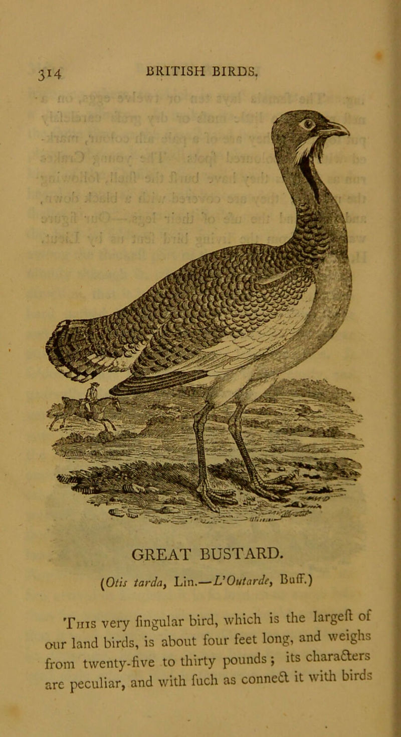 3*4 GREAT BUSTARD. (O/zV tarda, Lin.—-L’ Outarde, Buff.) This very fingular bird, which is the largefi oi our land birds, is about four feet long, and weighs from twenty-five to thirty pounds ; its charaders are peculiar, and with fuch as conned it with birds