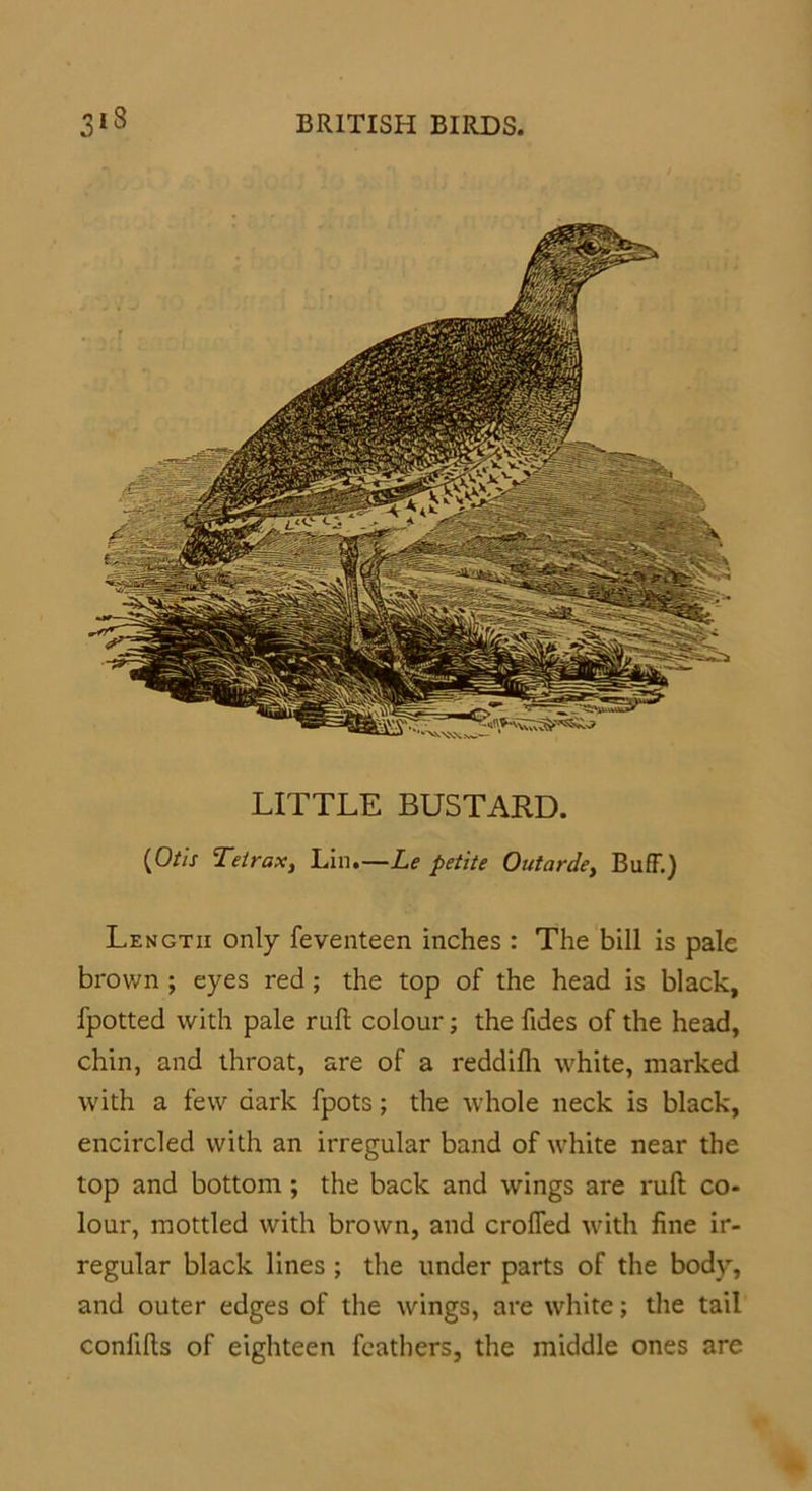 LITTLE BUSTARD. {Otis Tetrax, Lin.—Le petite Outarde> Buff.) Length only feventeen inches : The bill is pale brown ; eyes red; the top of the head is black, fpotted with pale raft colour; the ftdes of the head, chin, and throat, are of a reddifh white, marked with a few dark fpots; the whole neck is black, encircled with an irregular band of white near the top and bottom ; the back and wings are ruft co- lour, mottled with brown, and crofted with fine ir- regular black lines ; the under parts of the body, and outer edges of the wings, are white; the tail conlifts of eighteen feathers, the middle ones are