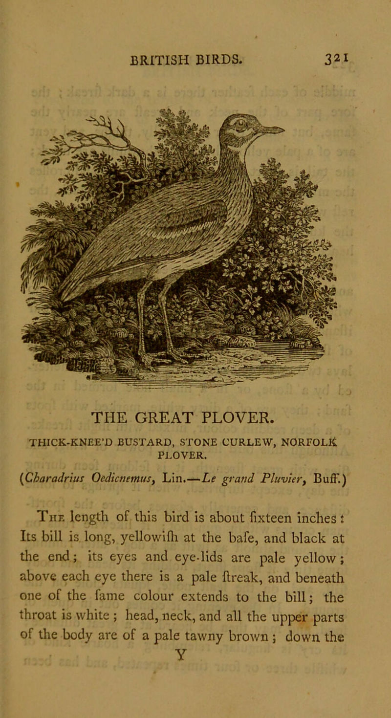 THE GREAT PLOVER. THICK-KNEE’D BUSTARD, STONE CURLEW, NORFOLK PLOVER. (Charadrius OcdicnemuSy Lin.—Le grand Pluvier, Buff.) The length of this bird is about fixteen inches i Its bill is long, yellowilh at the bafe, and black at the end; its eyes and eye-lids are pale yellow; above each eye there is a pale break, and beneath one of the fame colour extends to the bill; the throat is white ; head, neck, and all the upper parts of the body are of a pale tawny brown ; down the Y