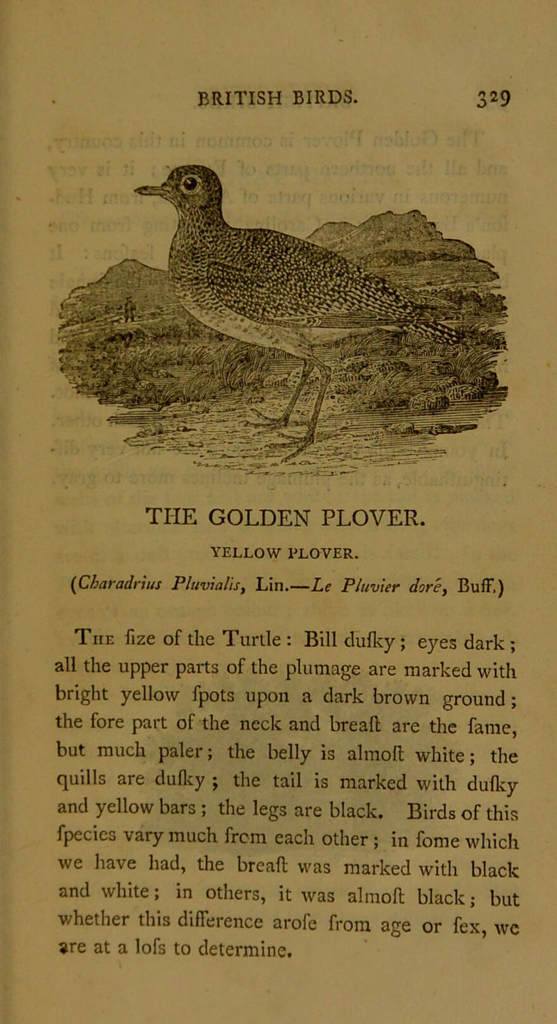 THE GOLDEN PLOVER. YELLOW PLOVER. (Charadrius Pluvialis, Lin.—Le Pluvier dorey BufF.) The fize of the Turtle : Bill dufky ; eyes dark ; all the upper parts of the plumage are marked with bright yellow fpots upon a dark brown ground; the fore part of the neck and brealt are the fame, but much paler; the belly is almoft white; the quills are dulky ; the tail is marked with dulky and yellow bars ; the legs are black. Birds of this fpecies vary much from each other ; in fome which we have had, the brealt was marked with black and white; in others, it was almoft black; but whether this difference arofe from age or fex, we are at a lofs to determine.