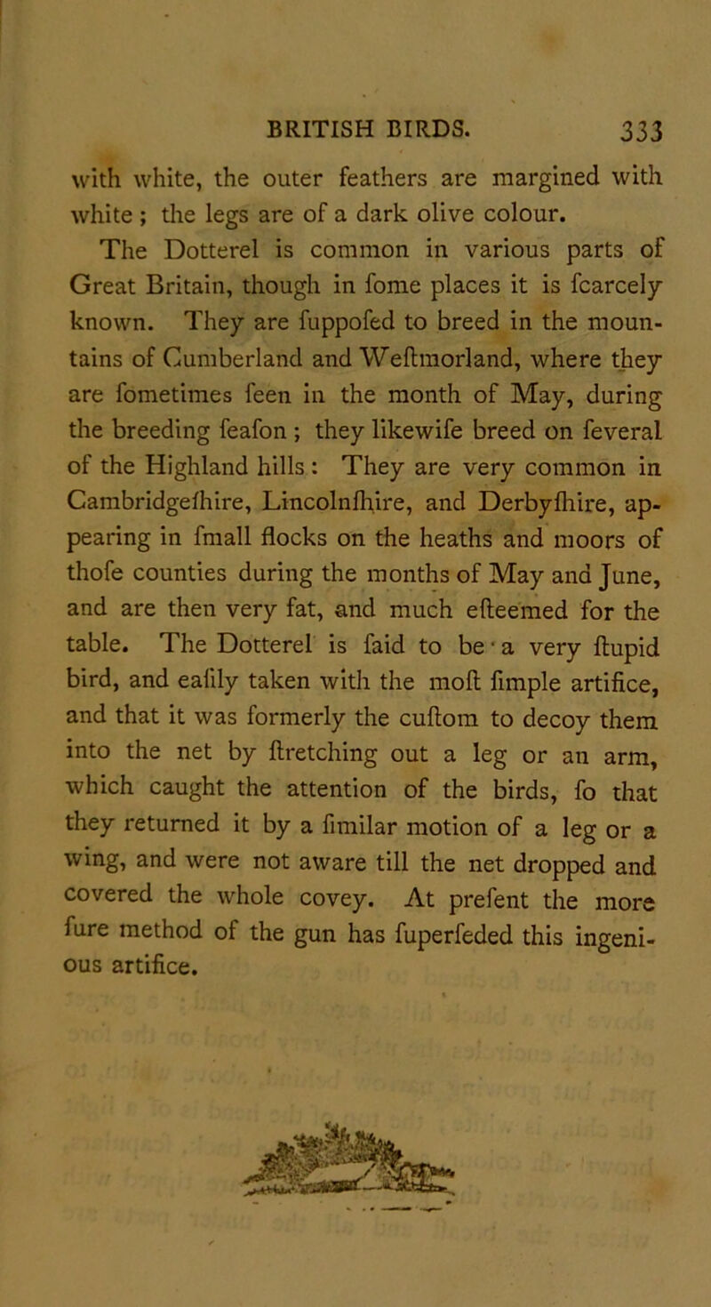with white, the outer feathers are margined with white ; the legs are of a dark olive colour. The Dotterel is common in various parts of Great Britain, though in fome places it is fcarcely known. They are fuppofed to breed in the moun- tains of Cumberland and Weftmorland, where they are fometimes feen in the month of May, during the breeding feafon ; they likewife breed on feveral of the Highland hills : They are very common in Cambridgefhire, Lincolnfhire, and Derbylhire, ap- pearing in fmall flocks on the heaths and moors of thofe counties during the months of May and June, and are then very fat, and much efteemed for the table. The Dotterel is faid to be • a very flupid bird, and ealily taken with the moll fimple artifice, and that it was formerly the cultom to decoy them into the net by firetching out a leg or an arm, which caught the attention of the birds, fo that they returned it by a fimilar motion of a leg or a wing, and were not aware till the net dropped and covered the whole covey. At prefent the more fure method of the gun has fuperfeded this ingeni- ous artifice.