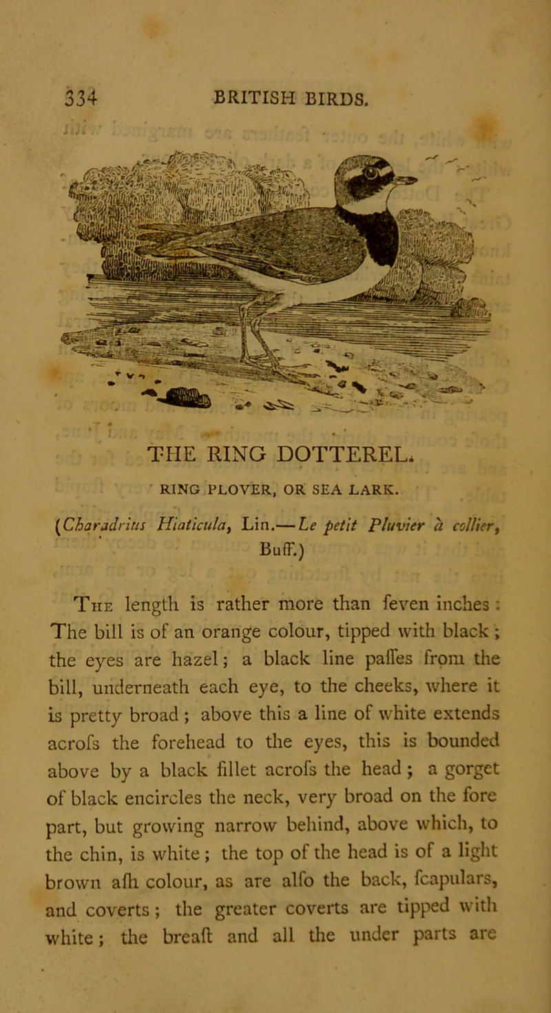 llJL * ! ^ THE RING DOTTEREL, RING PLOVER, OR SEA LARK. (Charadrius Hiaticula, Lin.— Le petit Pluvier a collier, Buff.) The length is rather more than feven inches : The bill is of an orange colour, tipped with black ; the eyes are hazel; a black line palfes from the bill, underneath each eye, to the cheeks, where it is pretty broad ; above this a line of white extends acrofs the forehead to the eyes, this is bounded above by a black fillet acrofs the head; a gorget of black encircles the neck, very broad on the fore part, but growing narrow behind, above which, to the chin, is white; the top of the head is of a light brown alh colour, as are alfo the back, fcapulars, and coverts; the greater coverts are tipped with white; the bread and all the under parts are